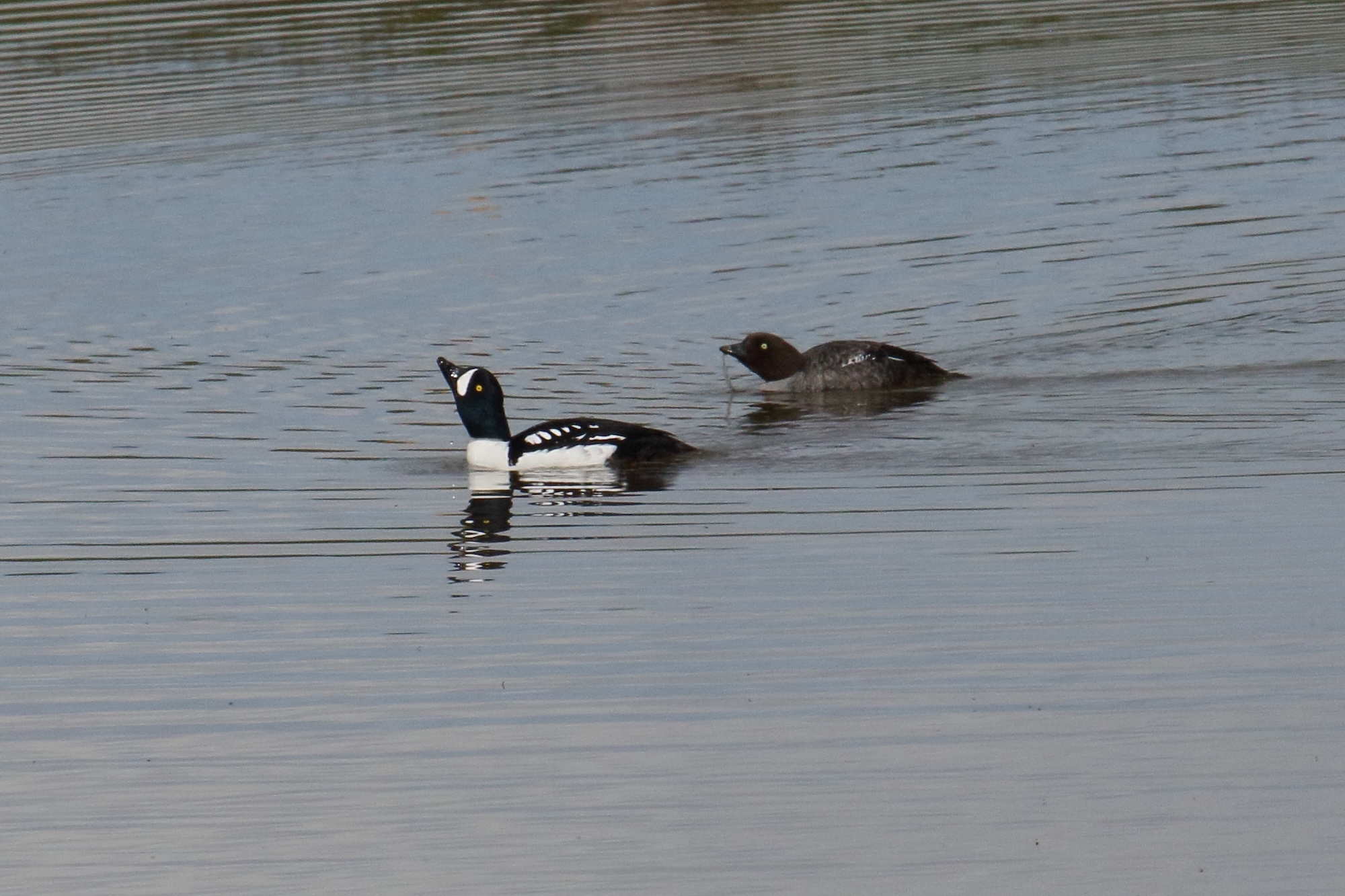 garrot_d-islande_-_bucephala_islandica3md