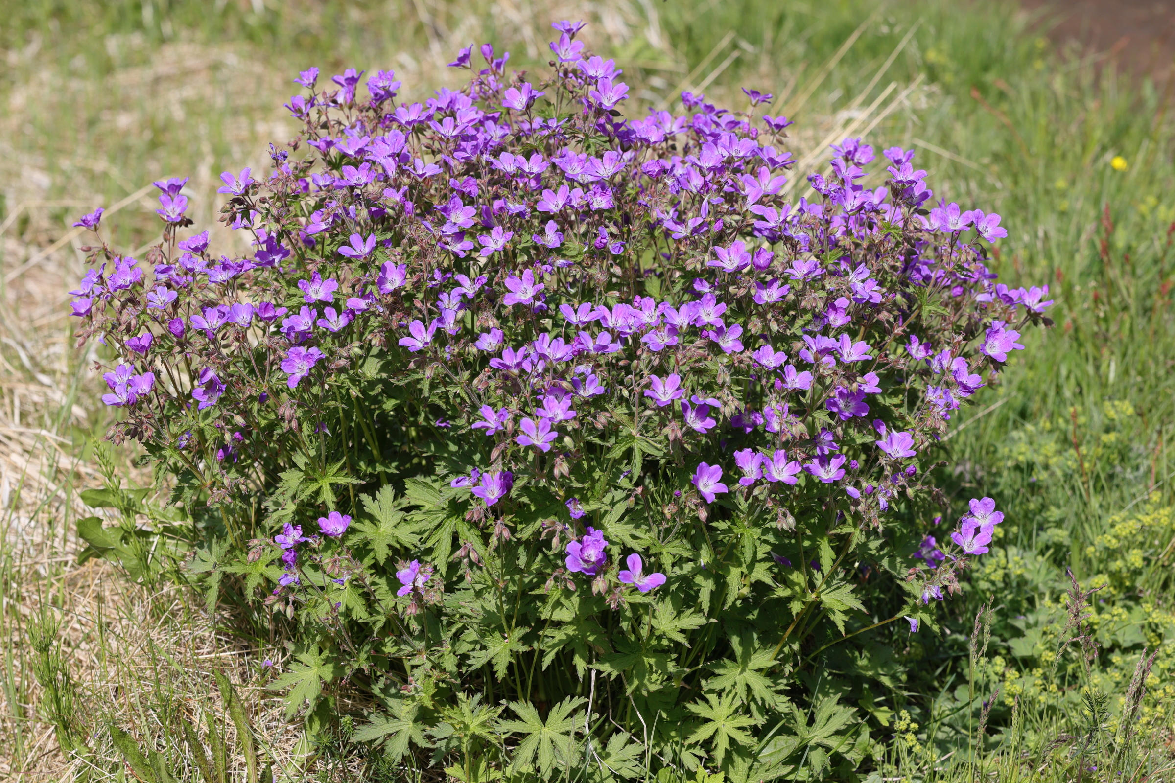 Afficher le média geranium_sylvaticum4md geranium_sylvaticum4md