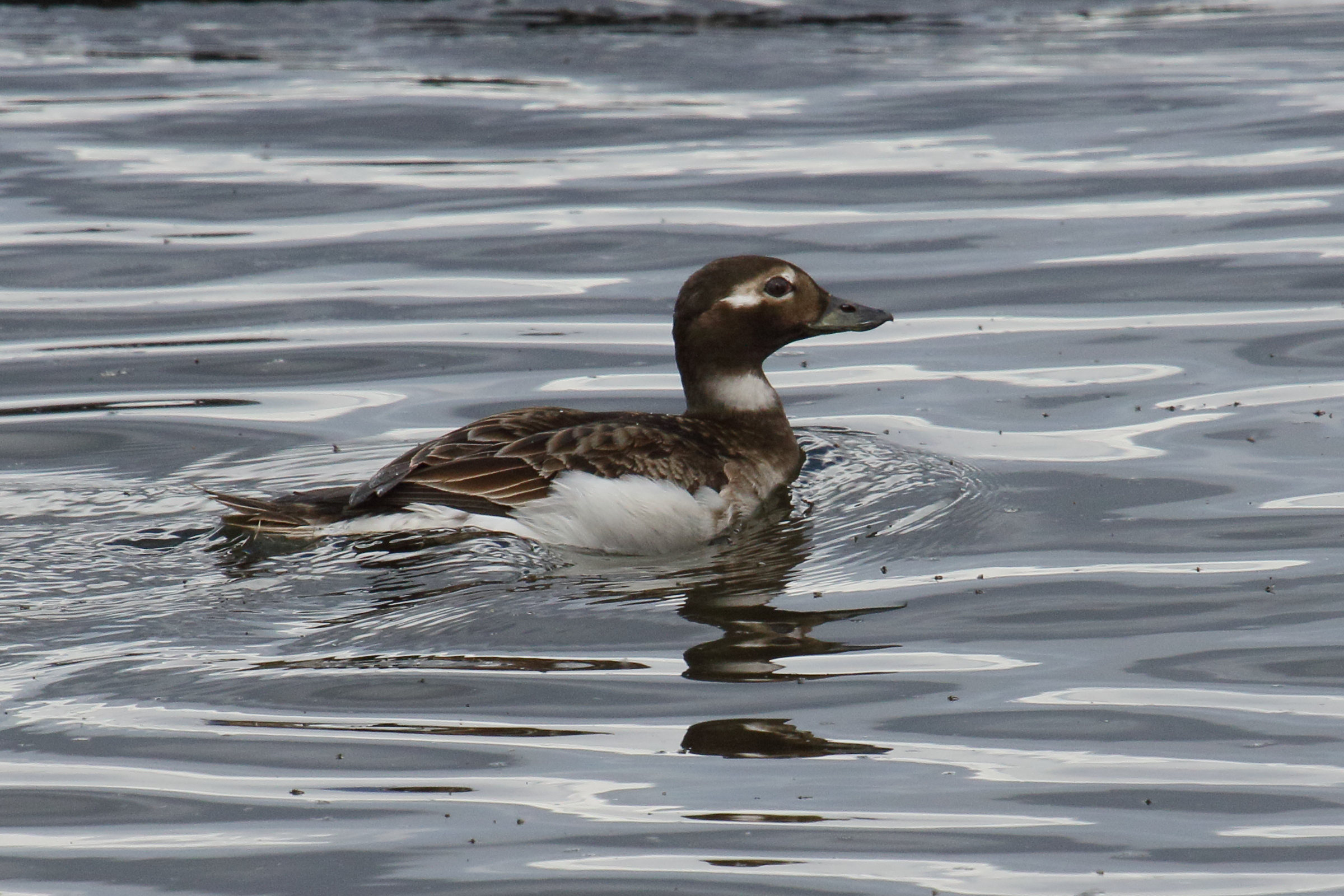 harelde_boreale_-_clangula_hyemalis3md