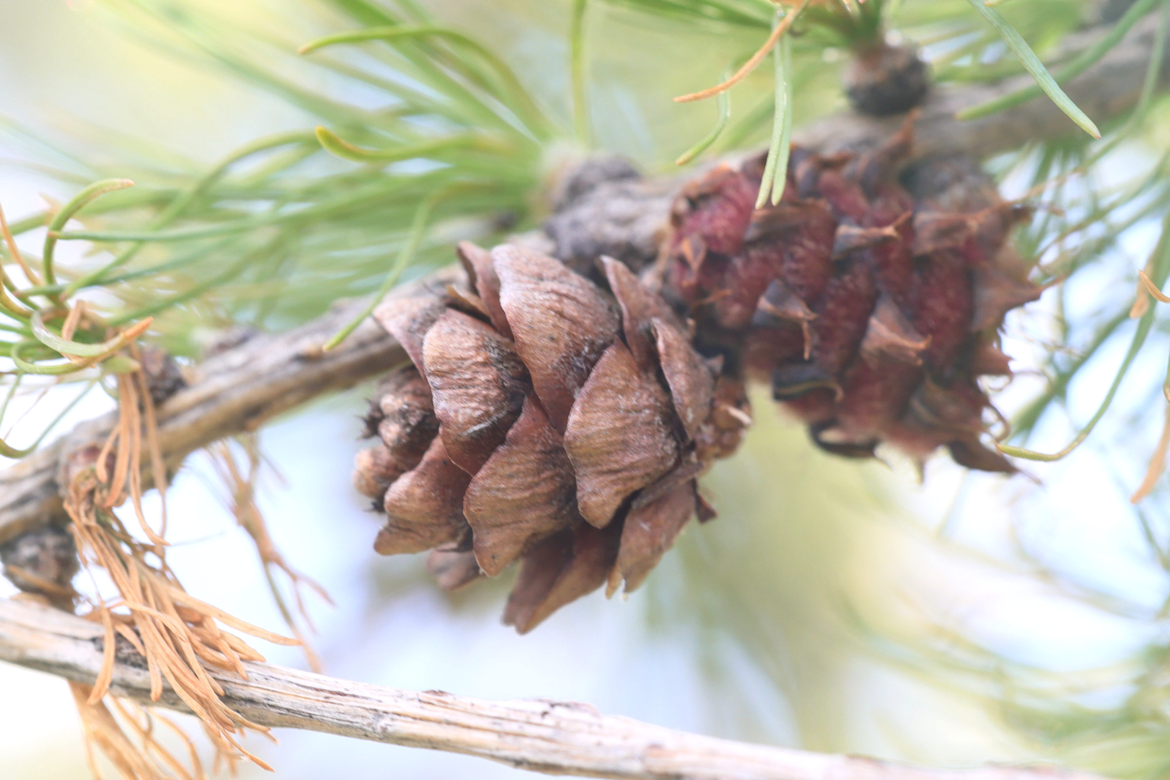 larix_sibirica2md