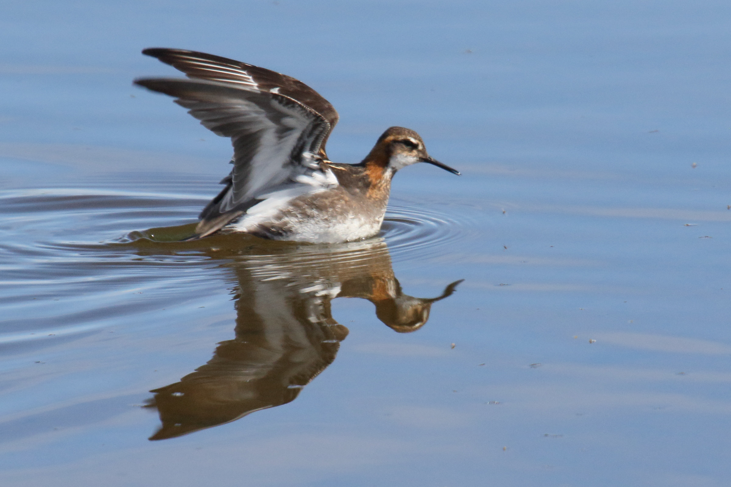 Afficher le média phalarope_a_bec_etroit_-_phalaropus_lobatus5md phalarope_a_bec_etroit_-_phalaropus_lobatus5md