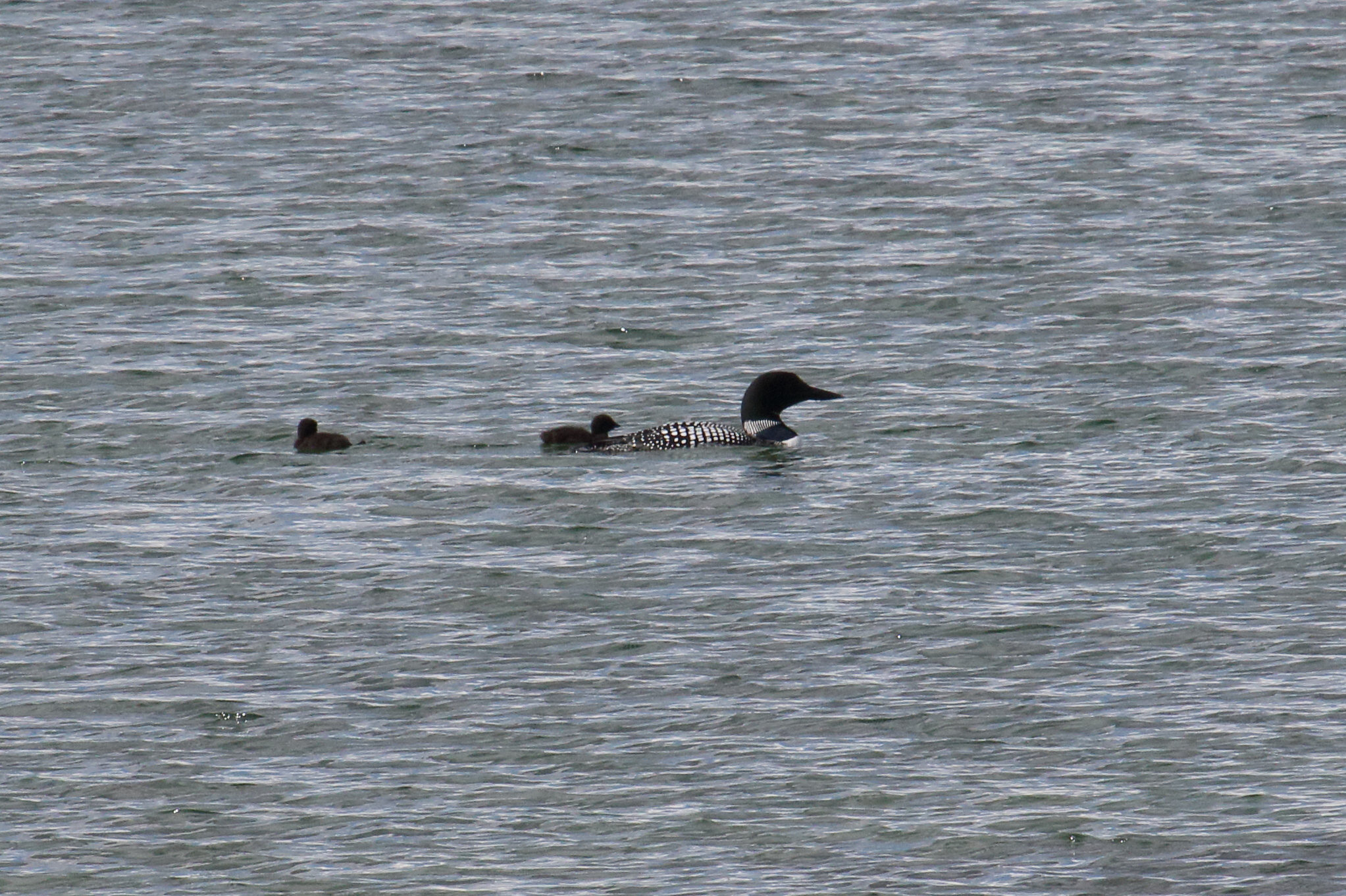 plongeon_imbrin_-_gavia_immer11md