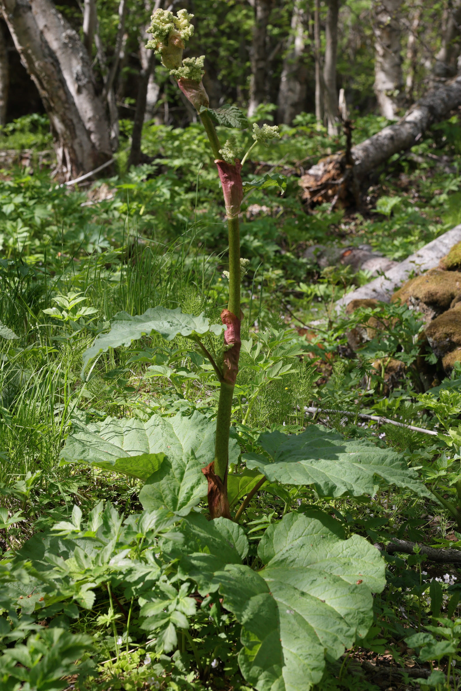 Afficher le média rheum_rhabarbarum1md rheum_rhabarbarum1md