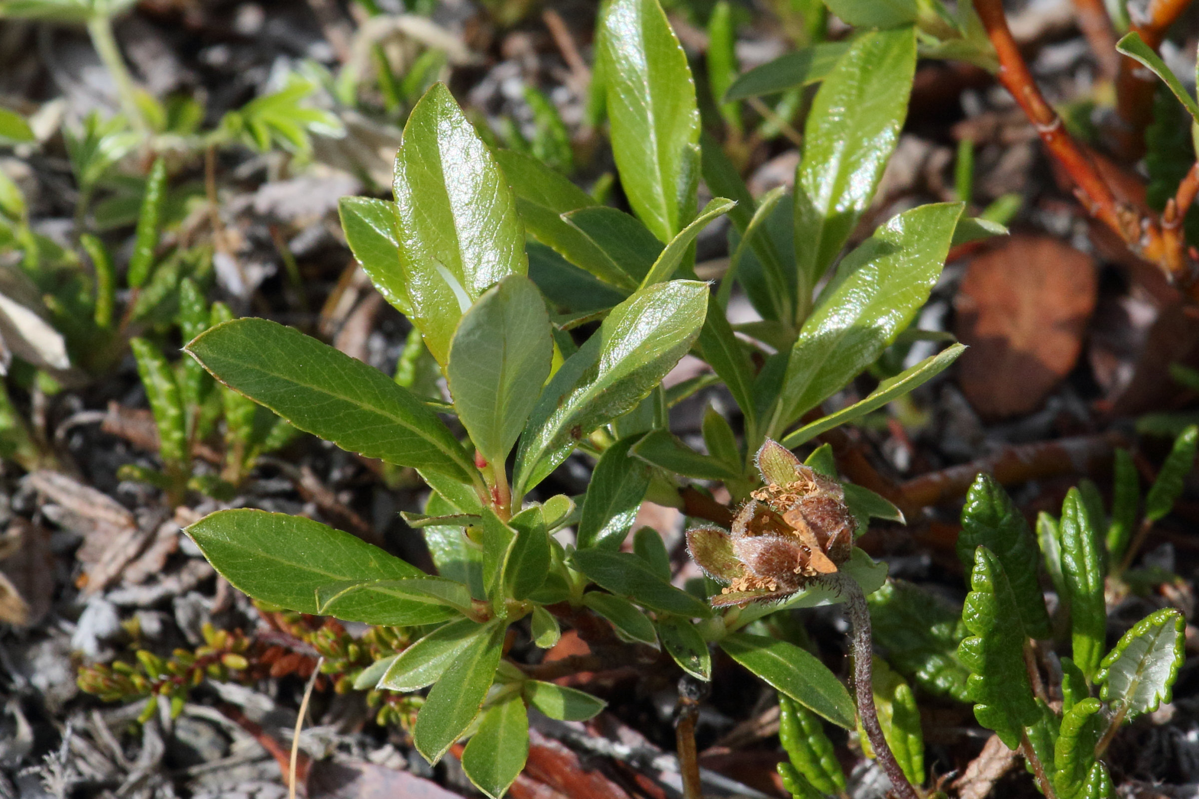 salix_phylicifolia4md
