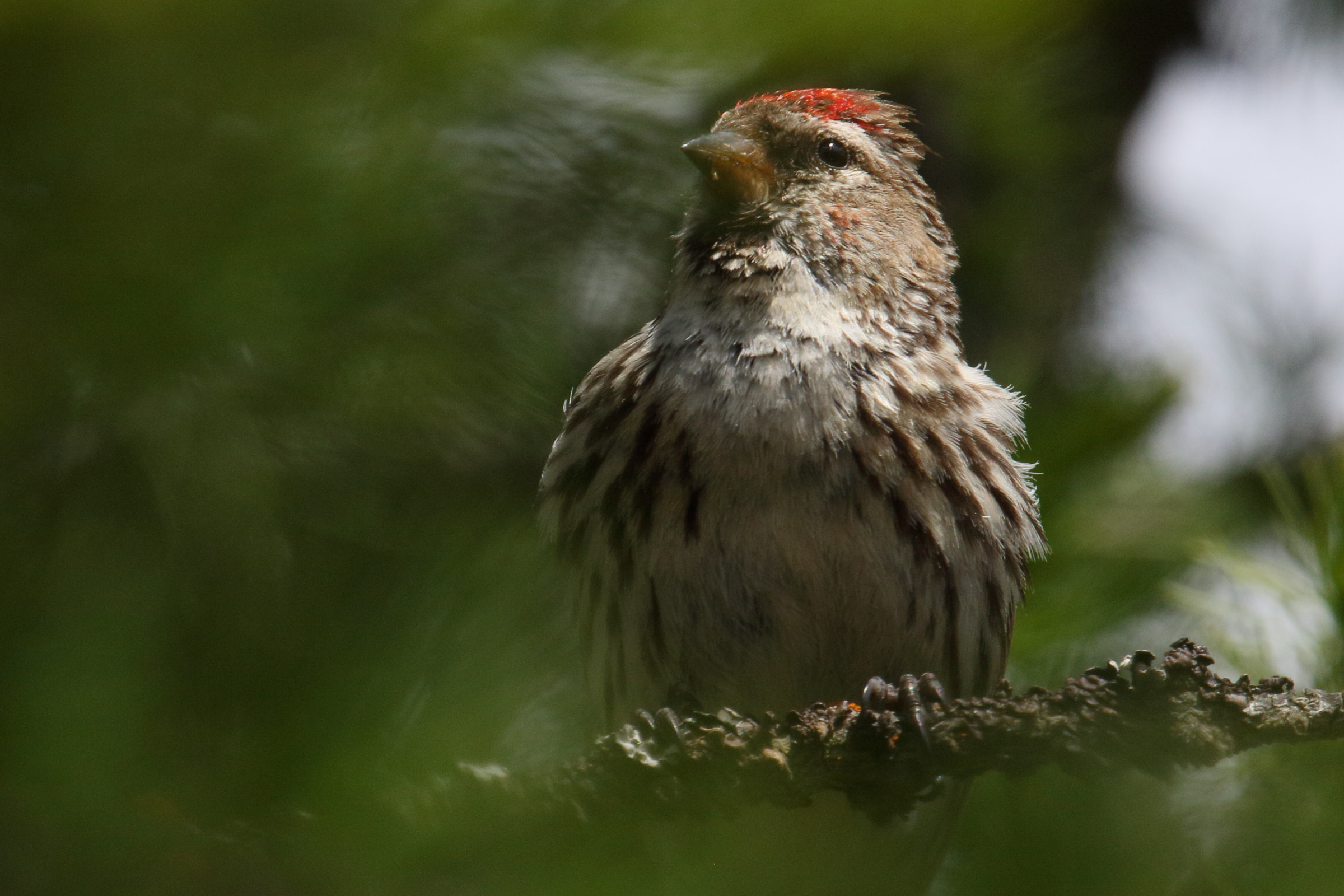 sizerin_flamme_-_acanthis_flammea2md