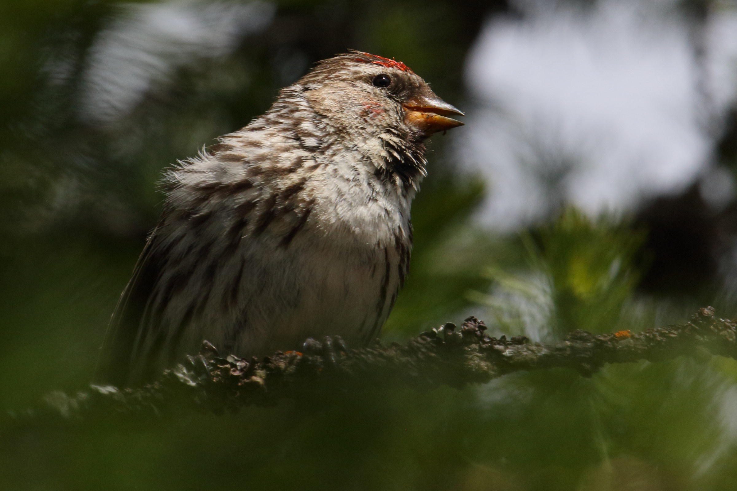 sizerin_flamme_-_acanthis_flammea3md