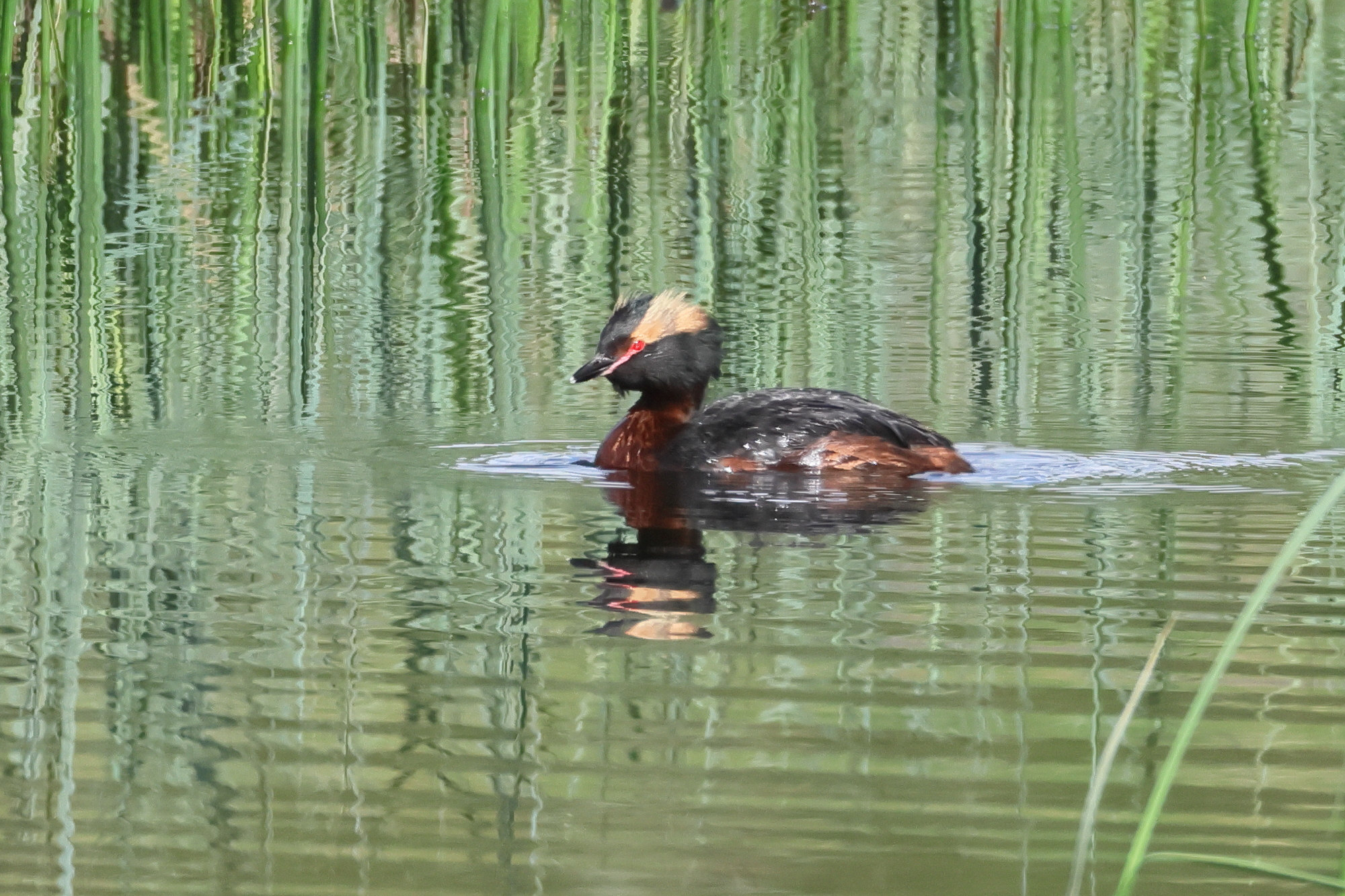 grebe_esclavon_-_podiceps_auritus5bd