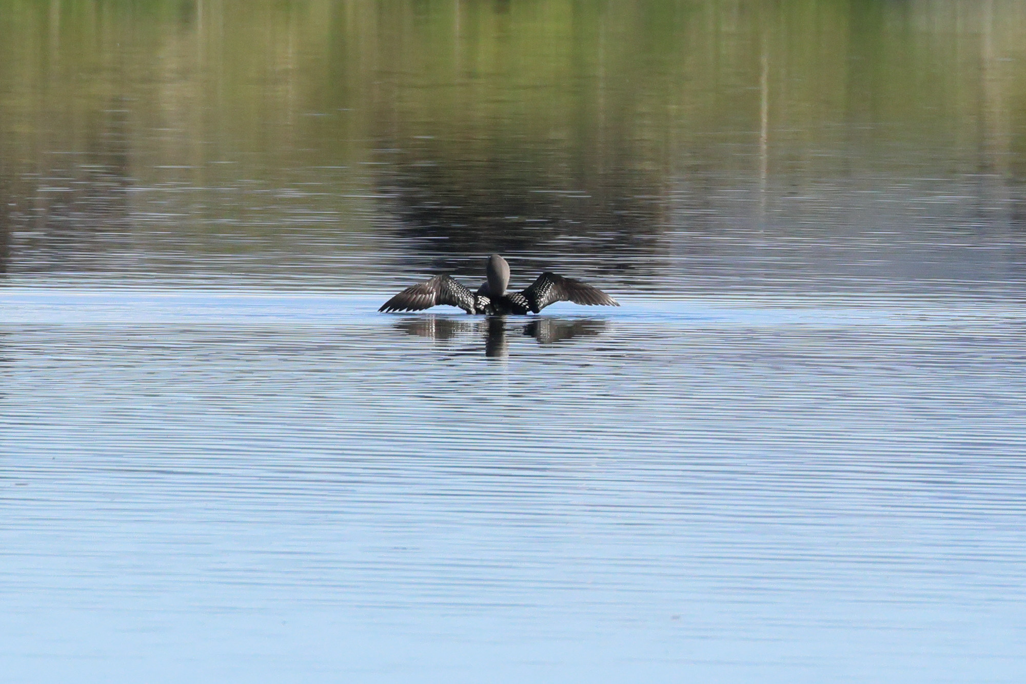 plongeon_arctique_-_gavia_arctica2bd