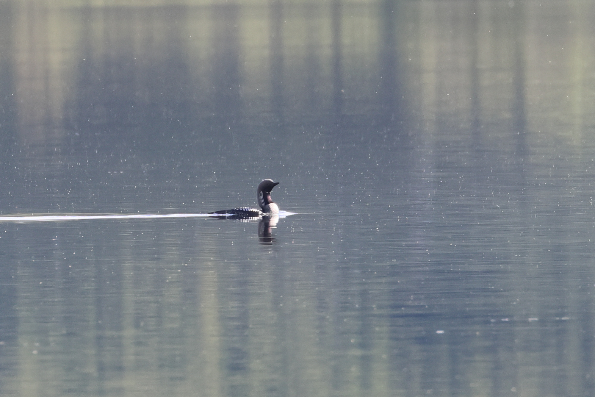 plongeon_arctique_-_gavia_arctica3bd