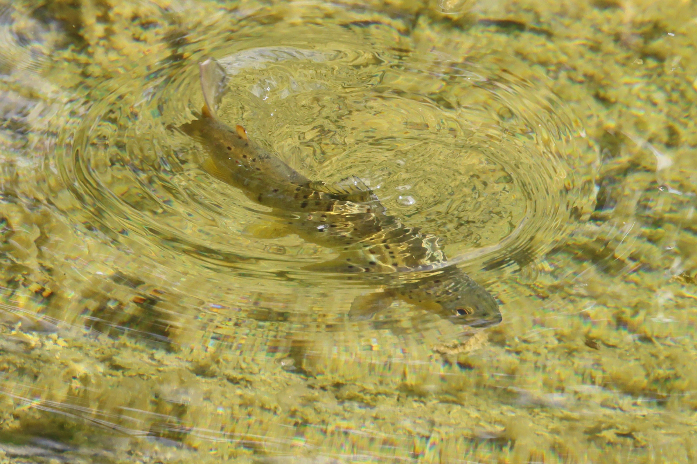 salmo_trutta_fario5bd