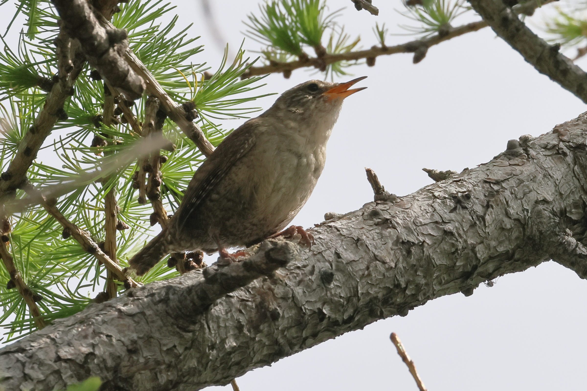Afficher le média troglodyte_mignon_-_troglodytes_troglodytes9bd troglodyte_mignon_-_troglodytes_troglodytes9bd