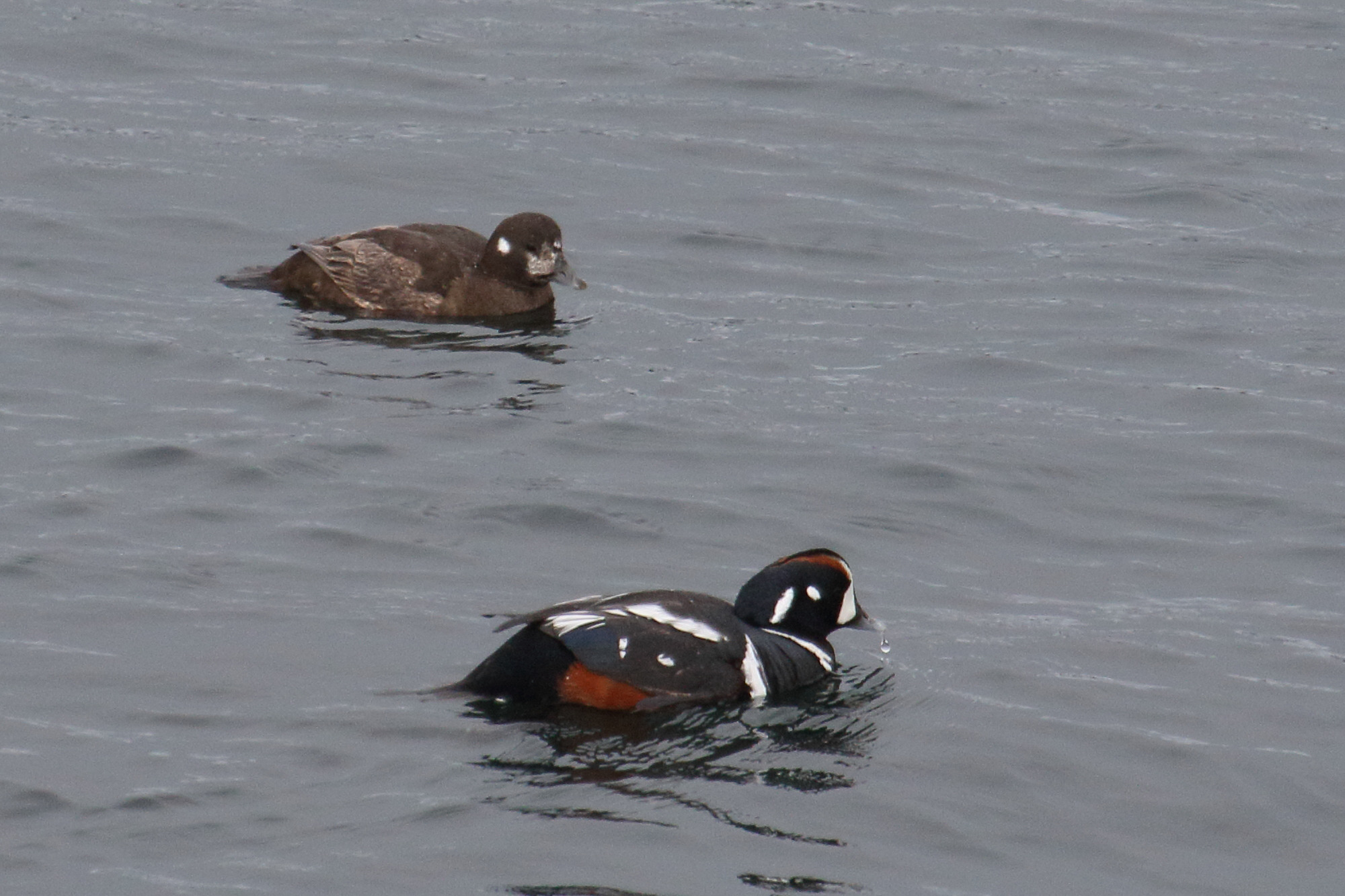 arlequin_plongeur_-_histrionicus_histrionicus4md