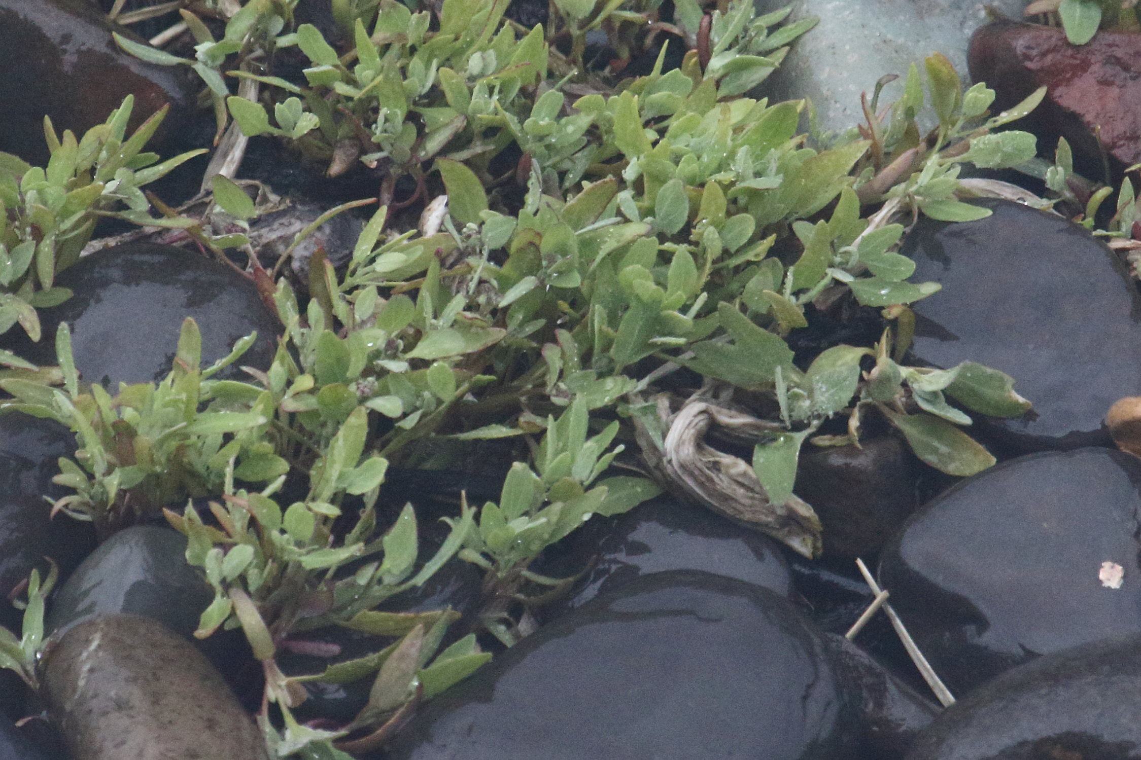 Afficher le média atriplex_glabriuscula1md atriplex_glabriuscula1md