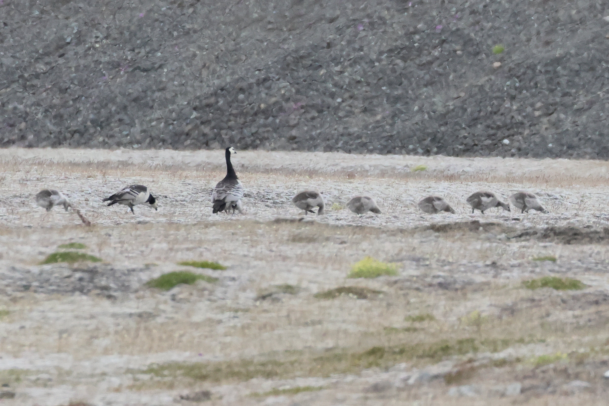 bernache_nonnette_-_branta_leucopsis7bd