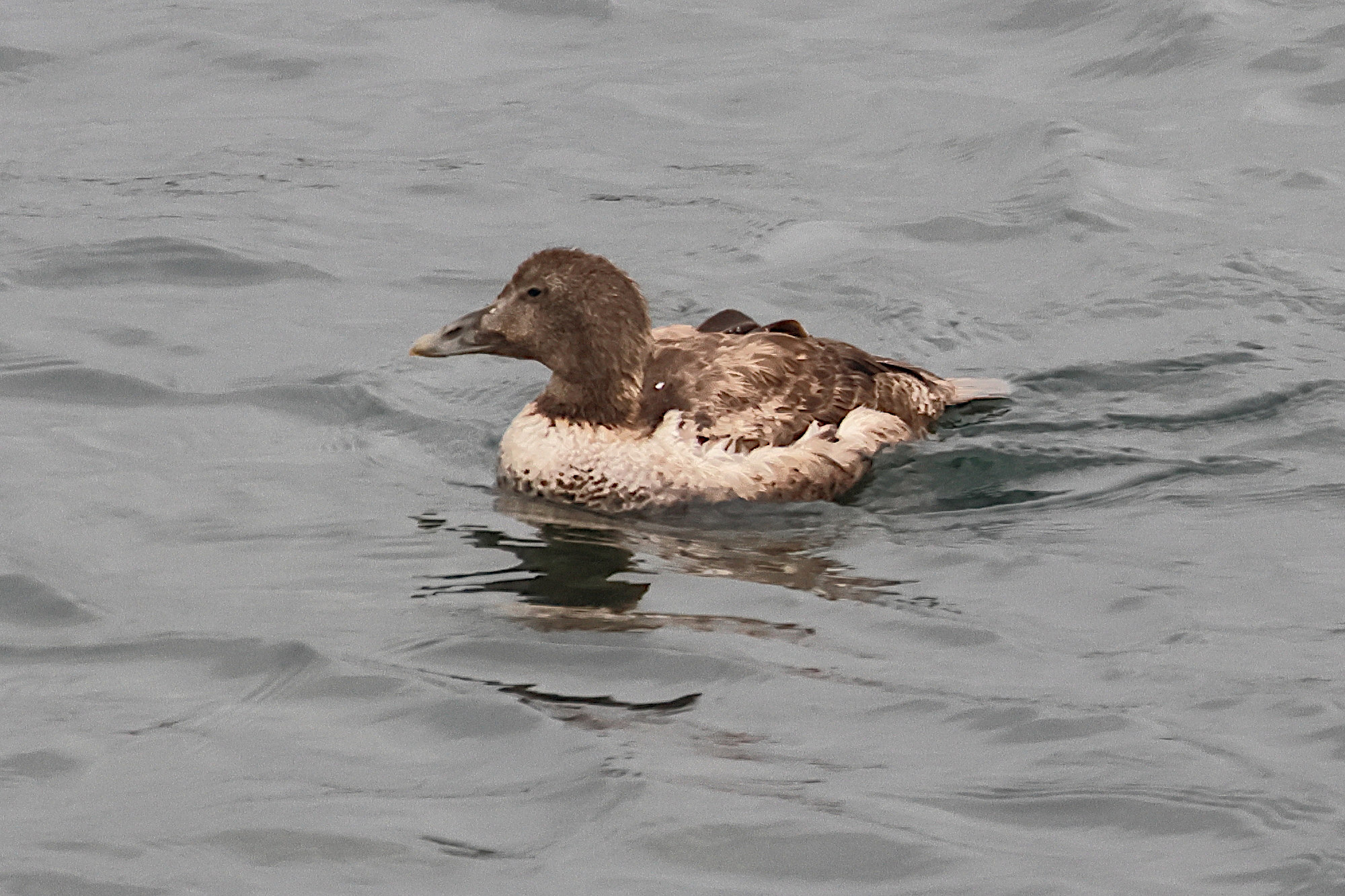 eider_a_duvet_-_somateria_mollissima15bd