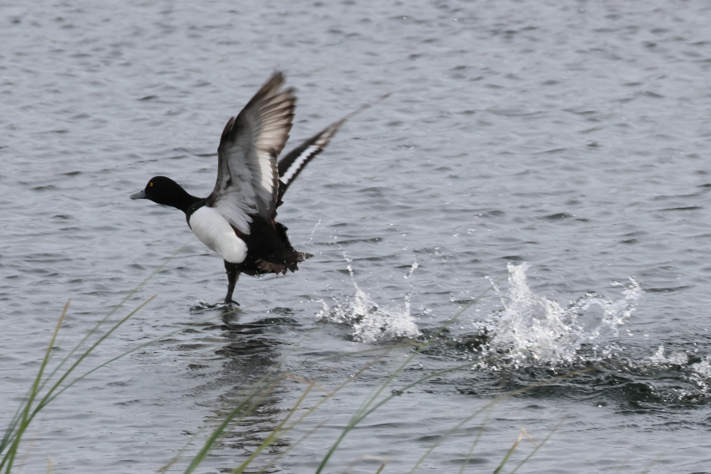 fuligule_morillon_-_aythya_fuligula12bd