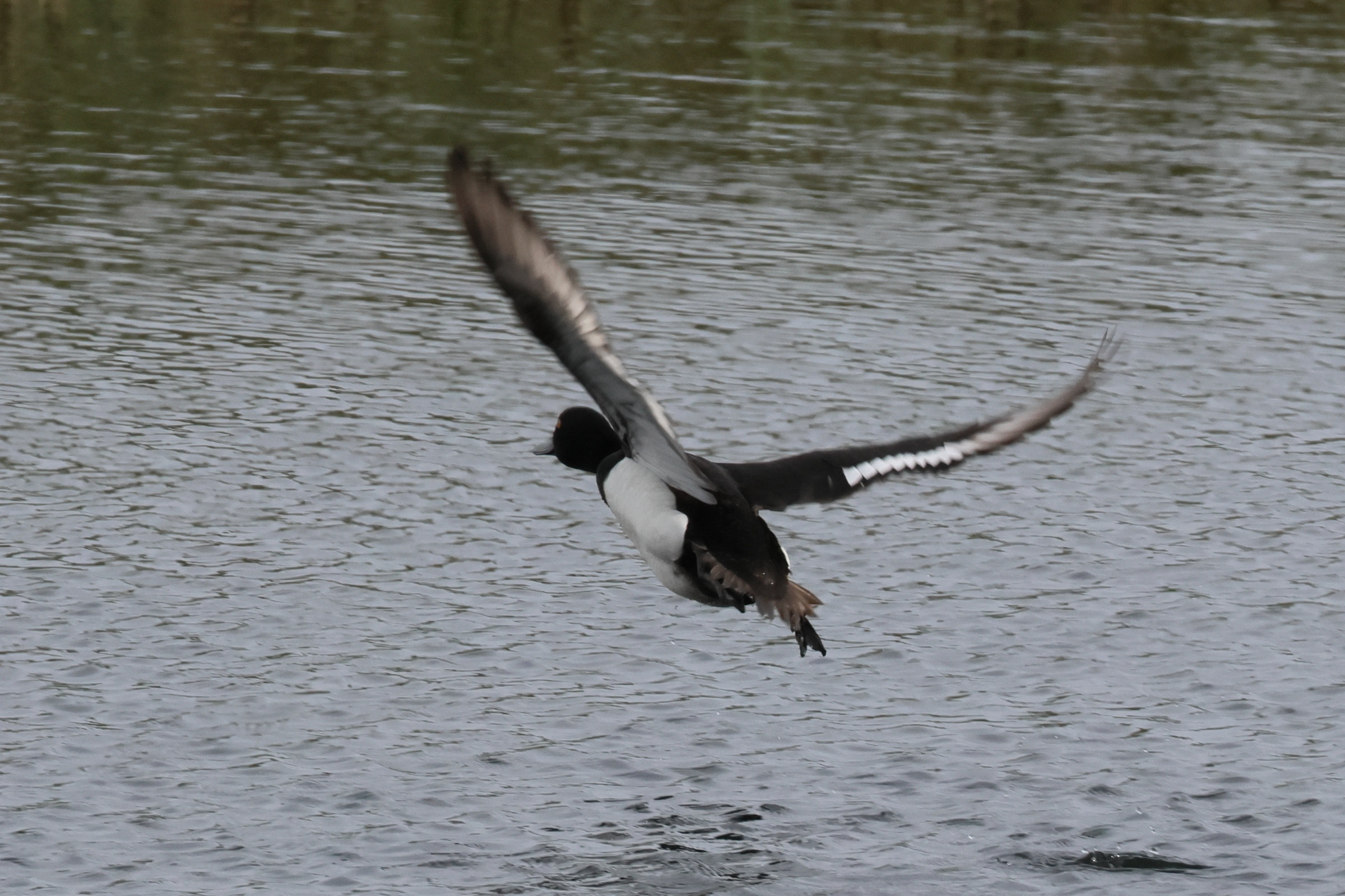 fuligule_morillon_-_aythya_fuligula13bd