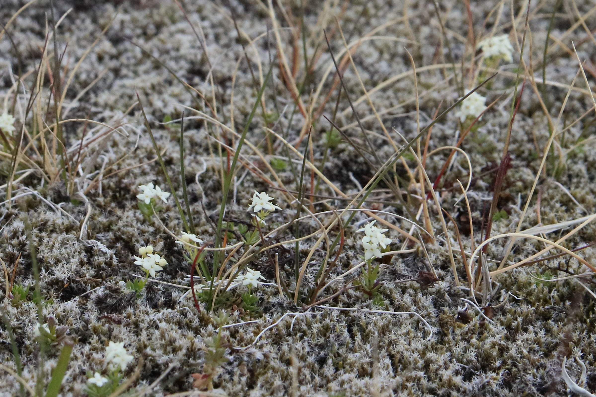 Afficher le média galium_saxatile5bd galium_saxatile5bd