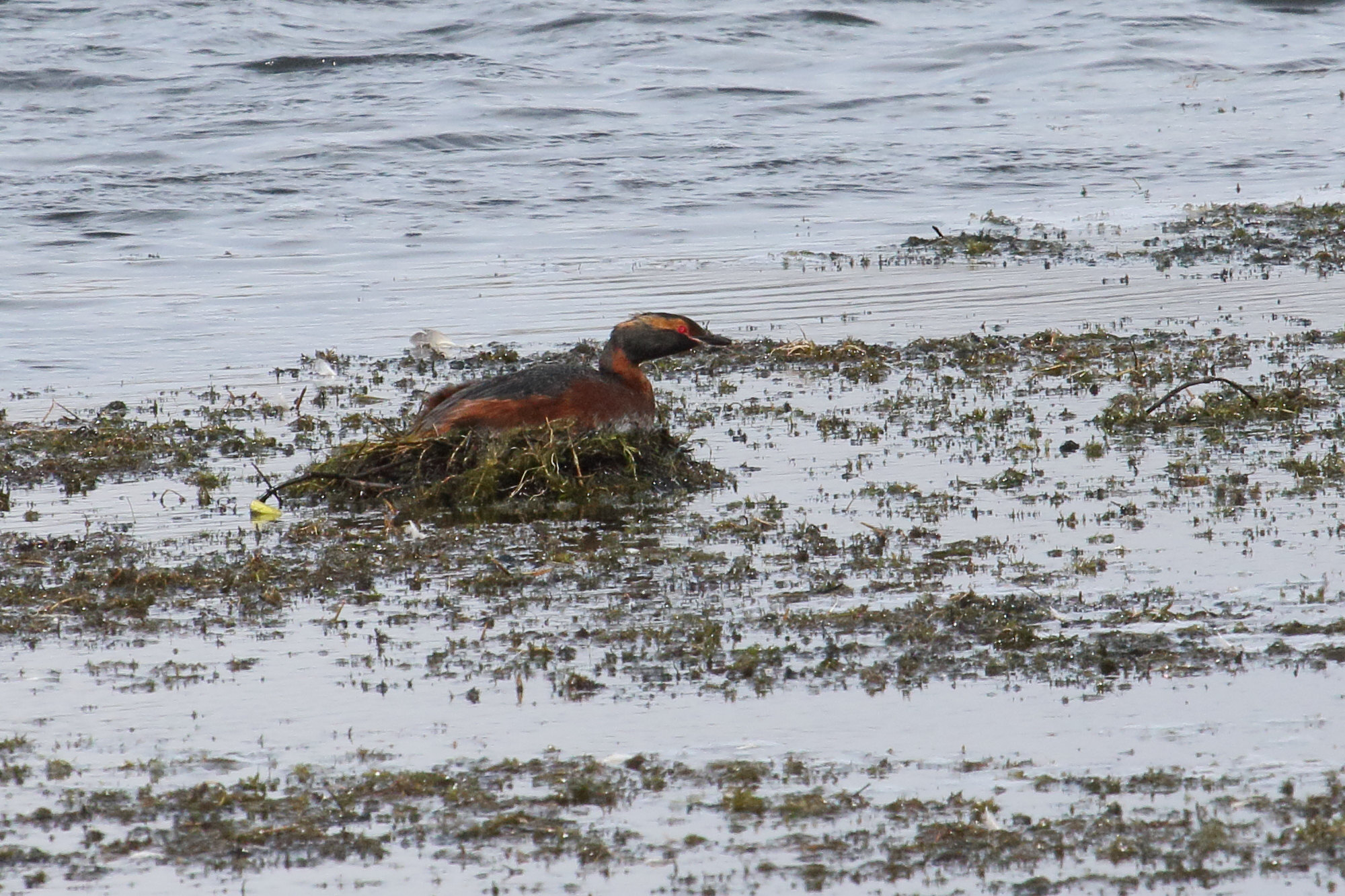 grebe_esclavon_-_podiceps_auritus6md