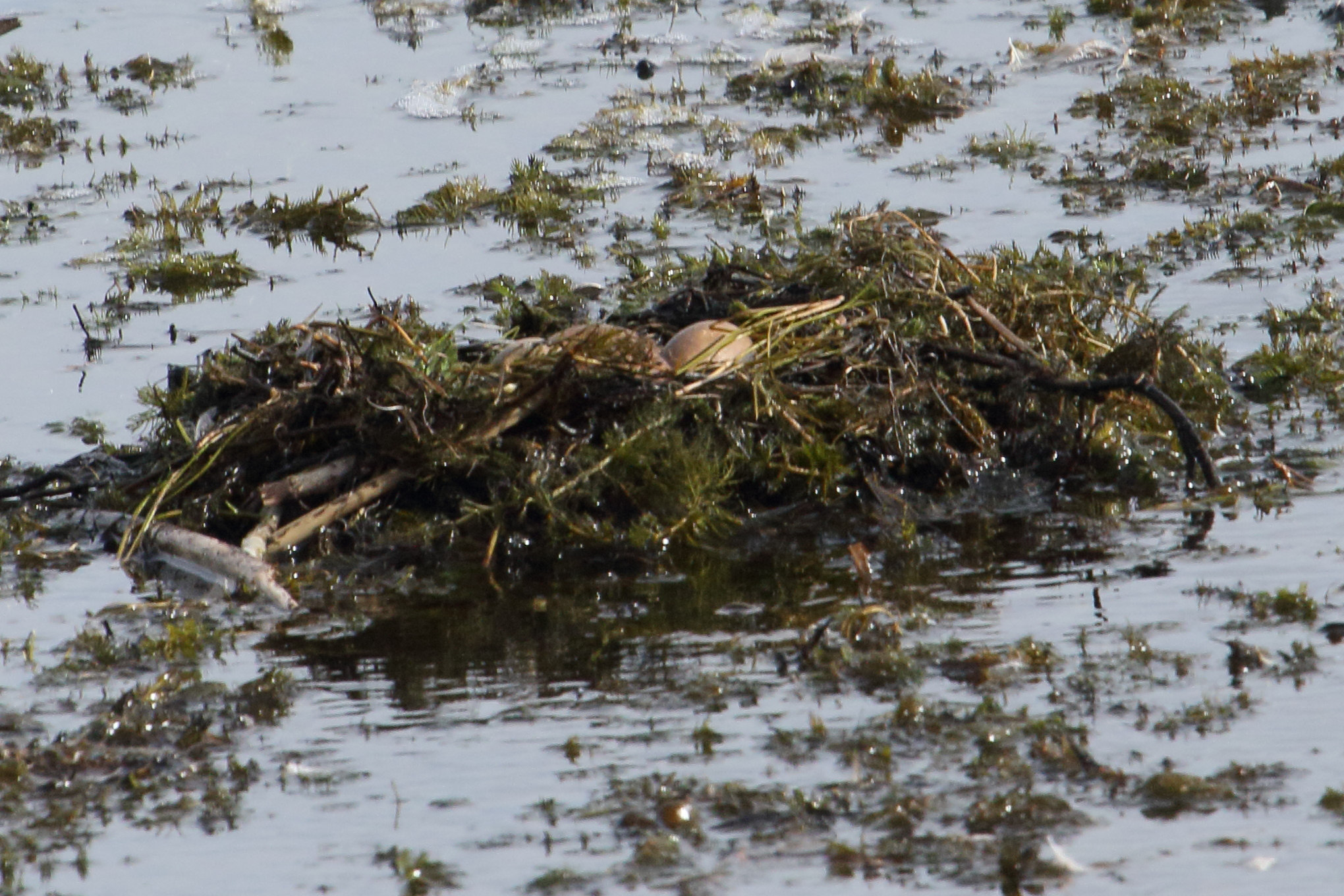 grebe_esclavon_-_podiceps_auritus7md