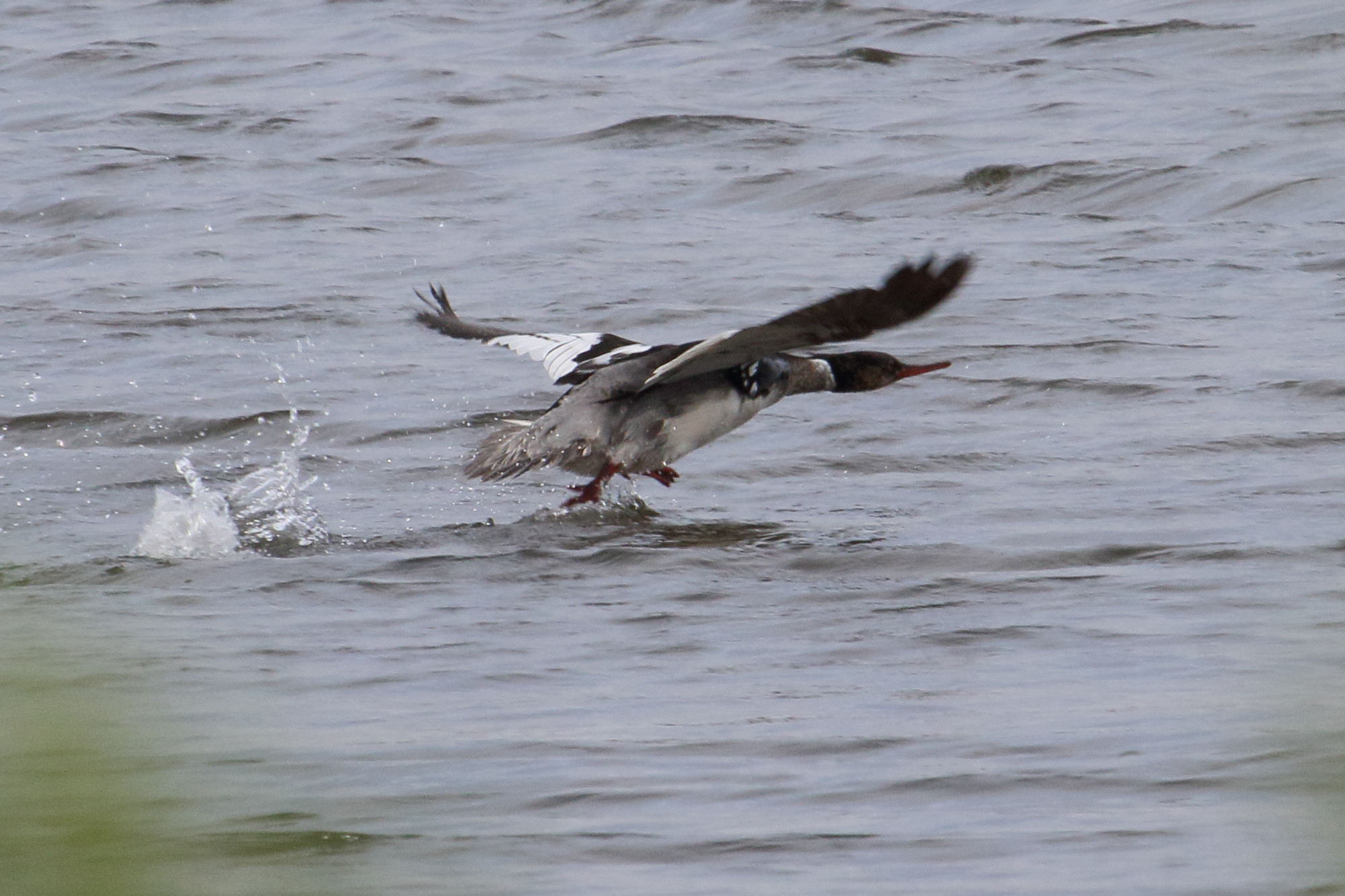 harle_huppe_-_mergus_serrator10md