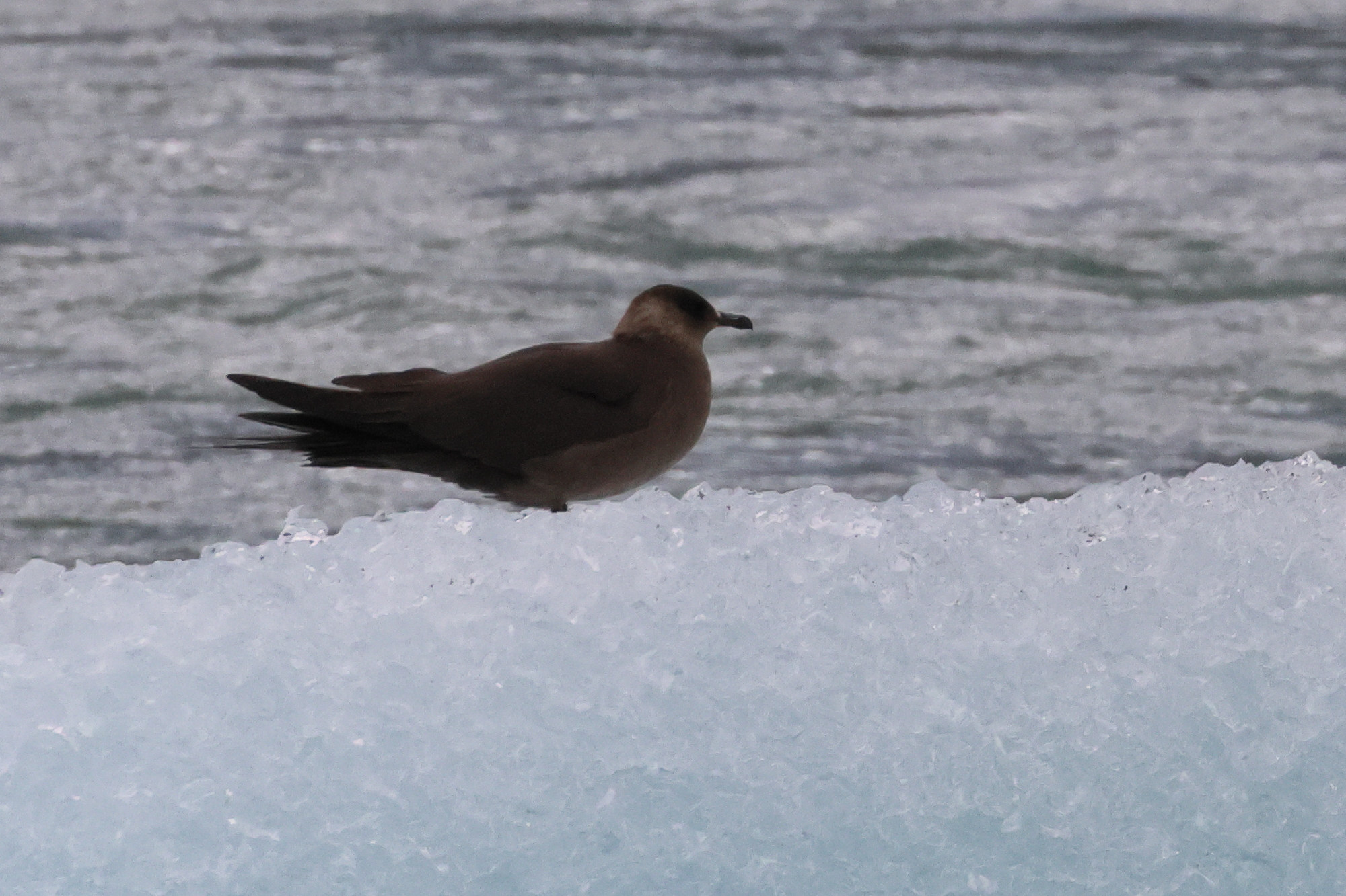 Afficher le média labbe_parasite_-_stercorarius_parasiticus3bd labbe_parasite_-_stercorarius_parasiticus3bd