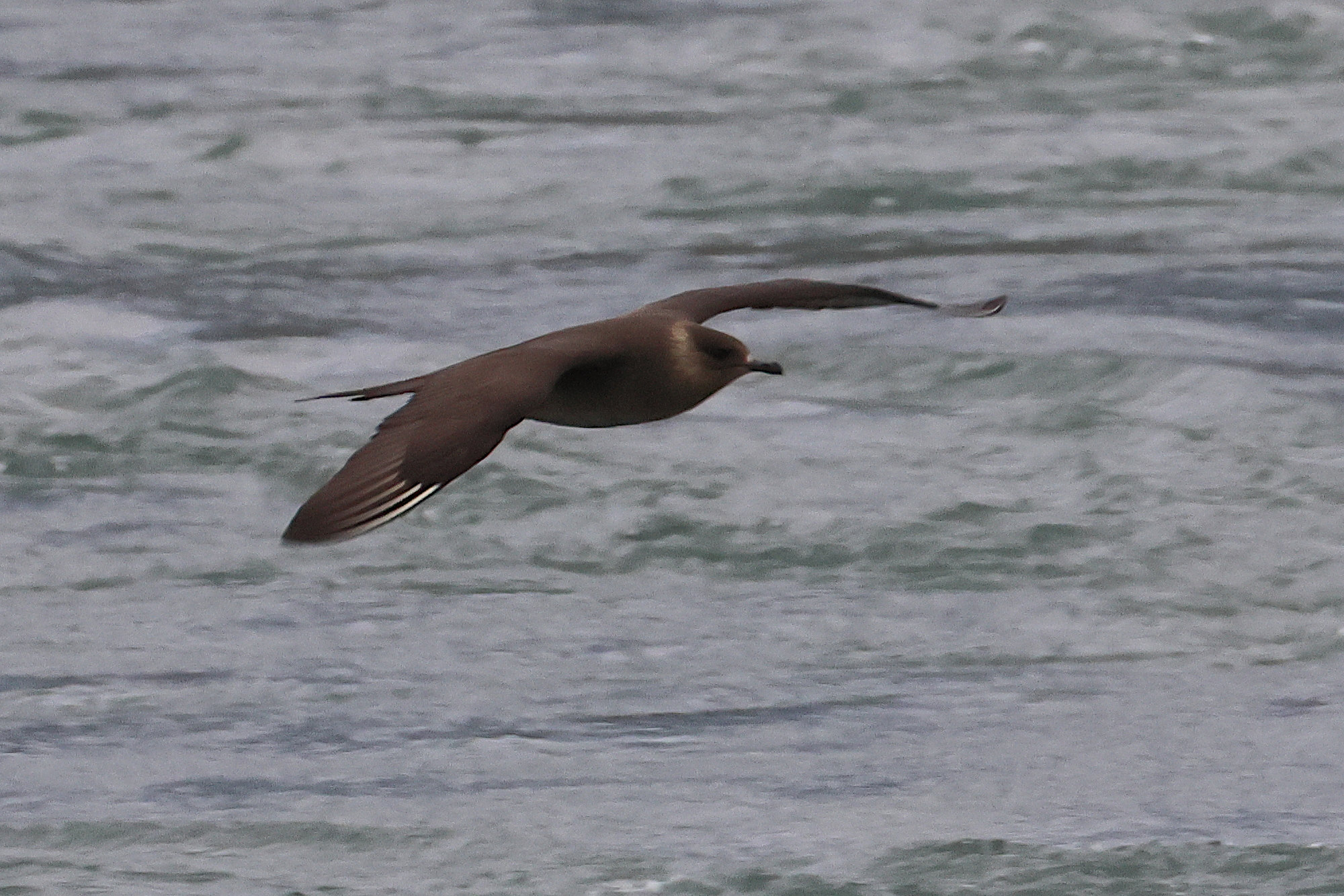 Afficher le média labbe_parasite_-_stercorarius_parasiticus4bd labbe_parasite_-_stercorarius_parasiticus4bd