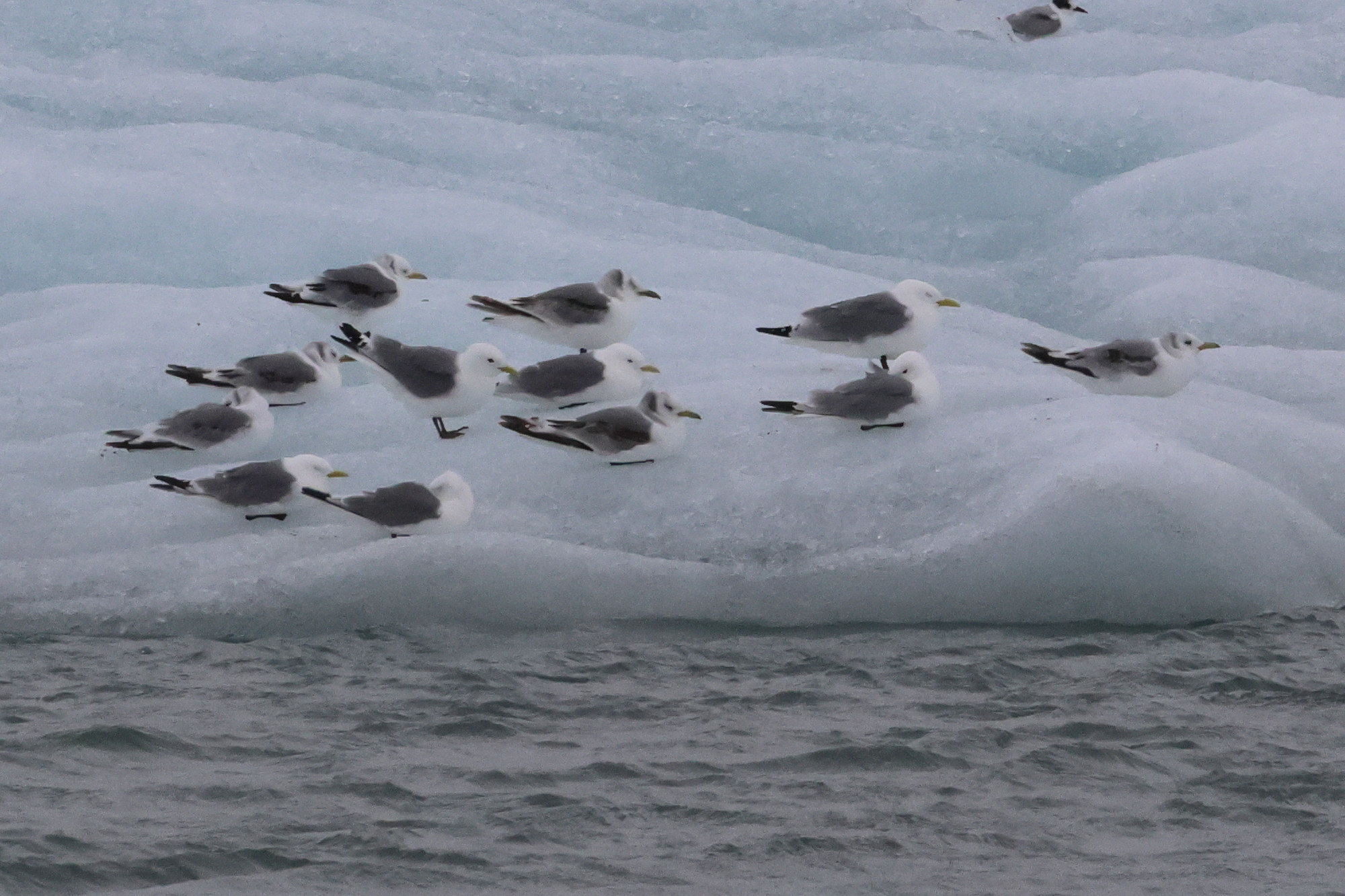 mouette_tridactyle_-_rissa_tridactyla17bd