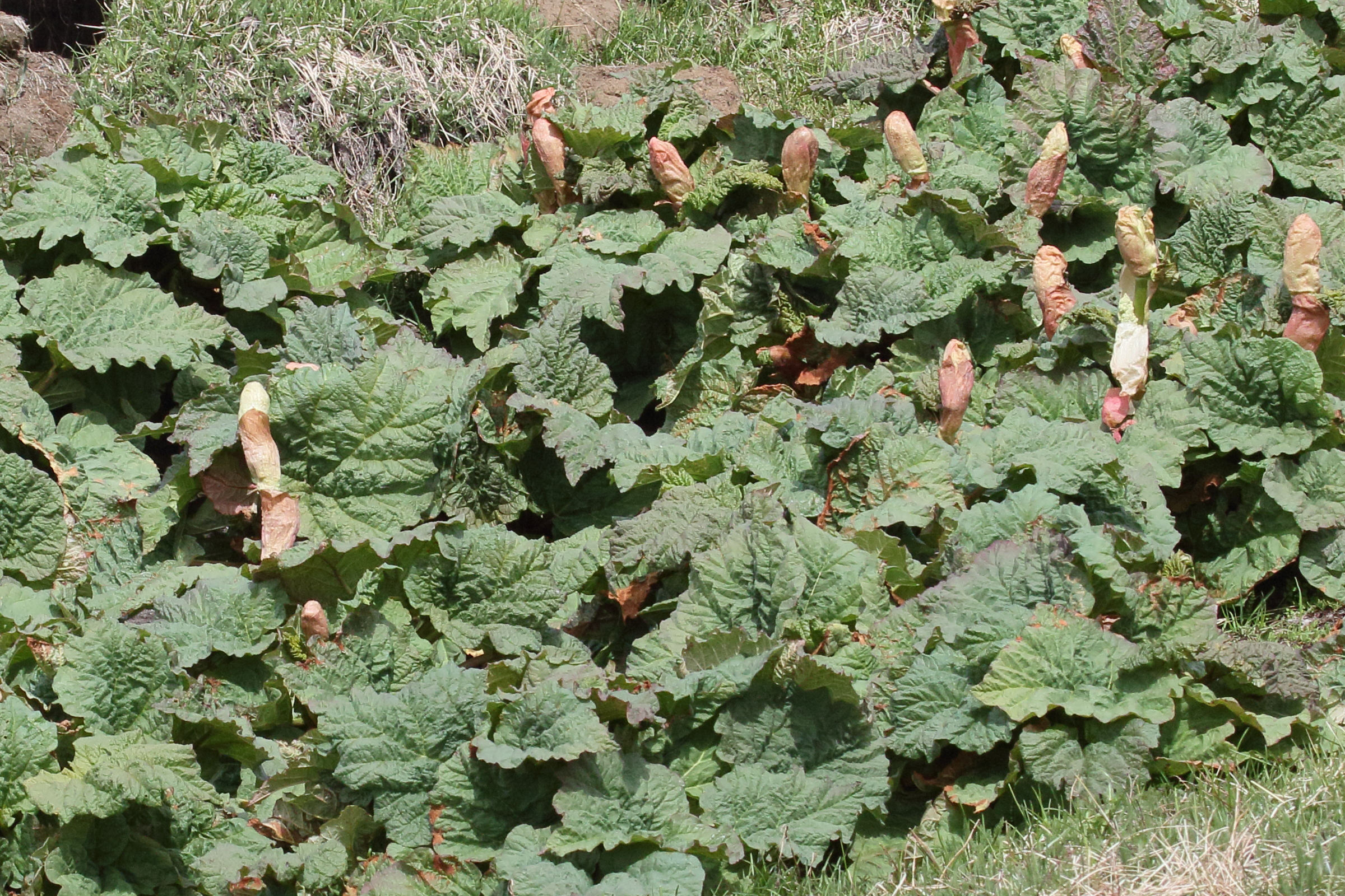 Afficher le média rheum_rhabarbarum2md rheum_rhabarbarum2md