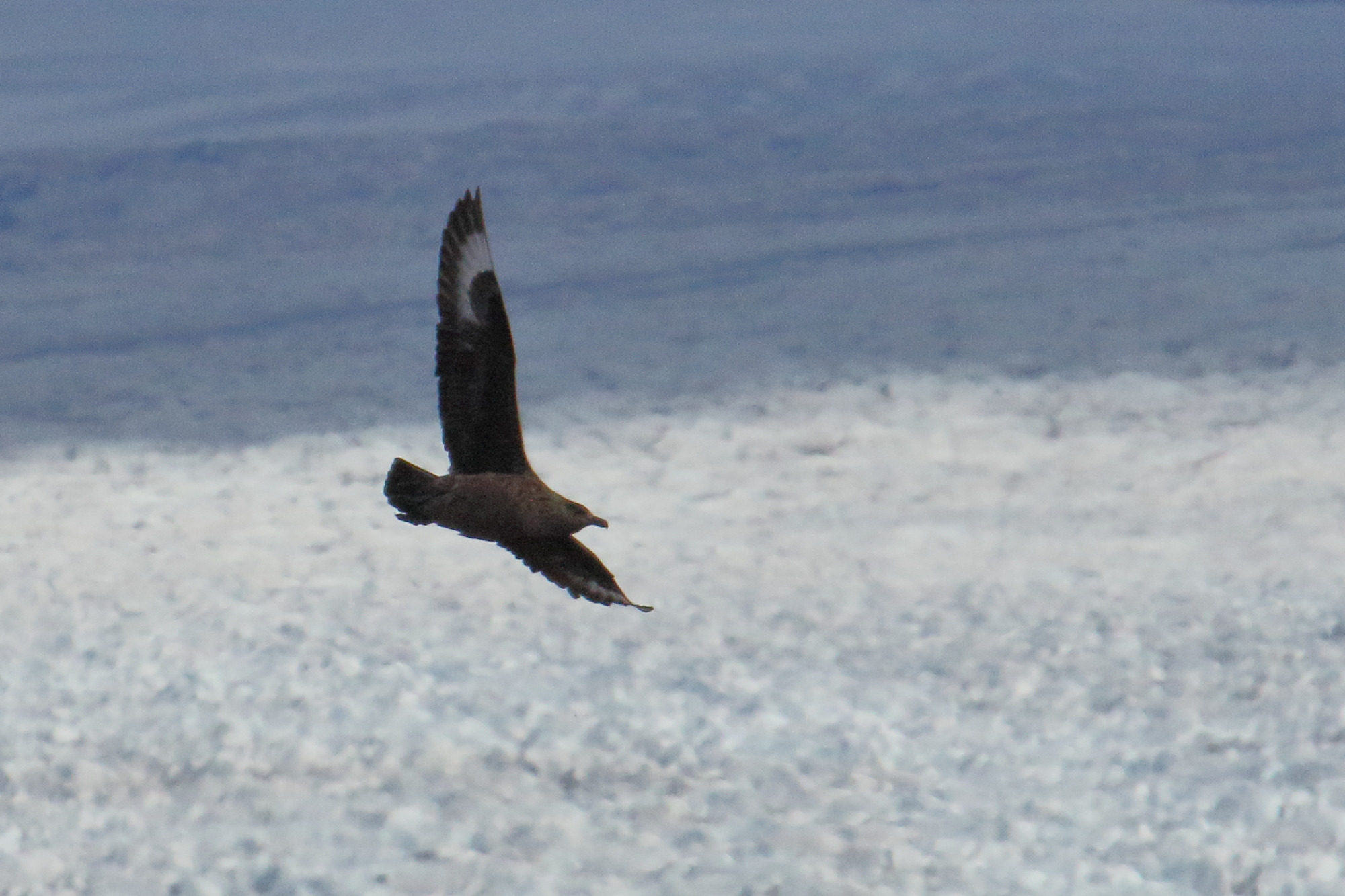 grand_labbe_-_stercorarius_skua5mdjpg