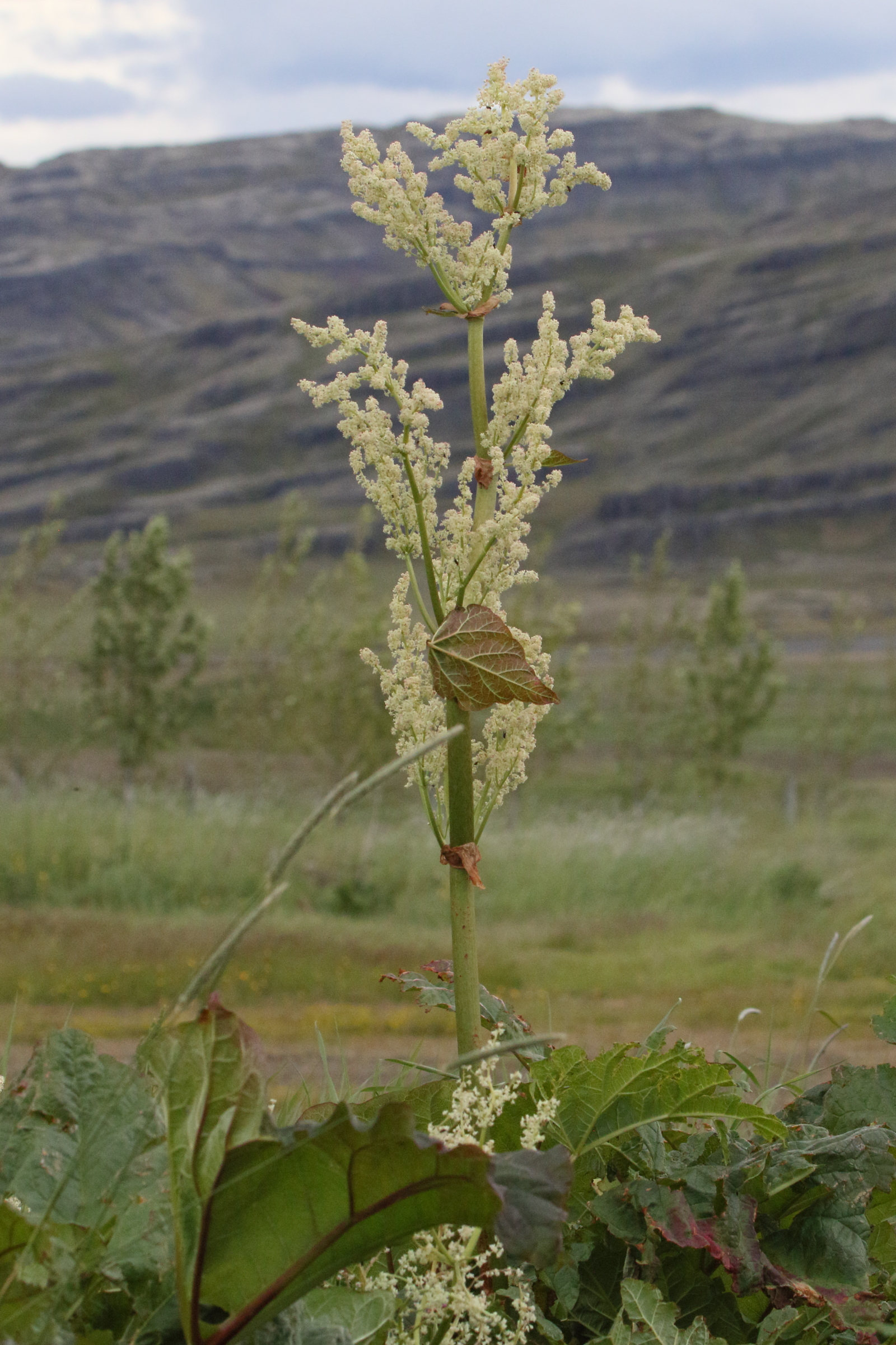 Afficher le média rheum_rhabarbarum3md rheum_rhabarbarum3md