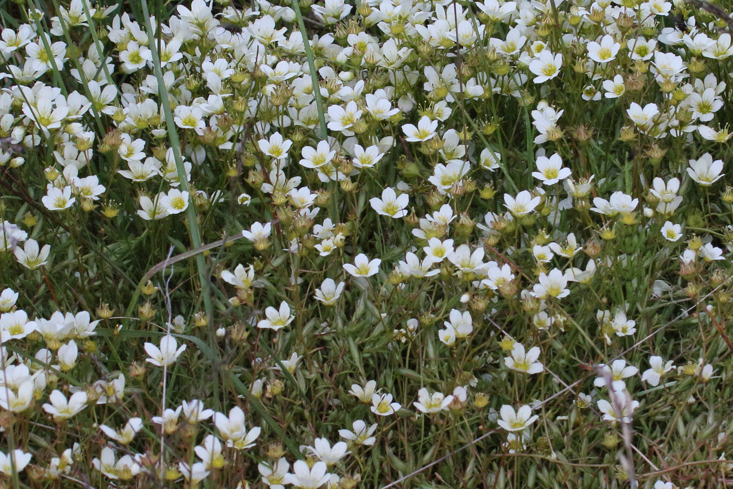 saxifraga_hypnoides1md