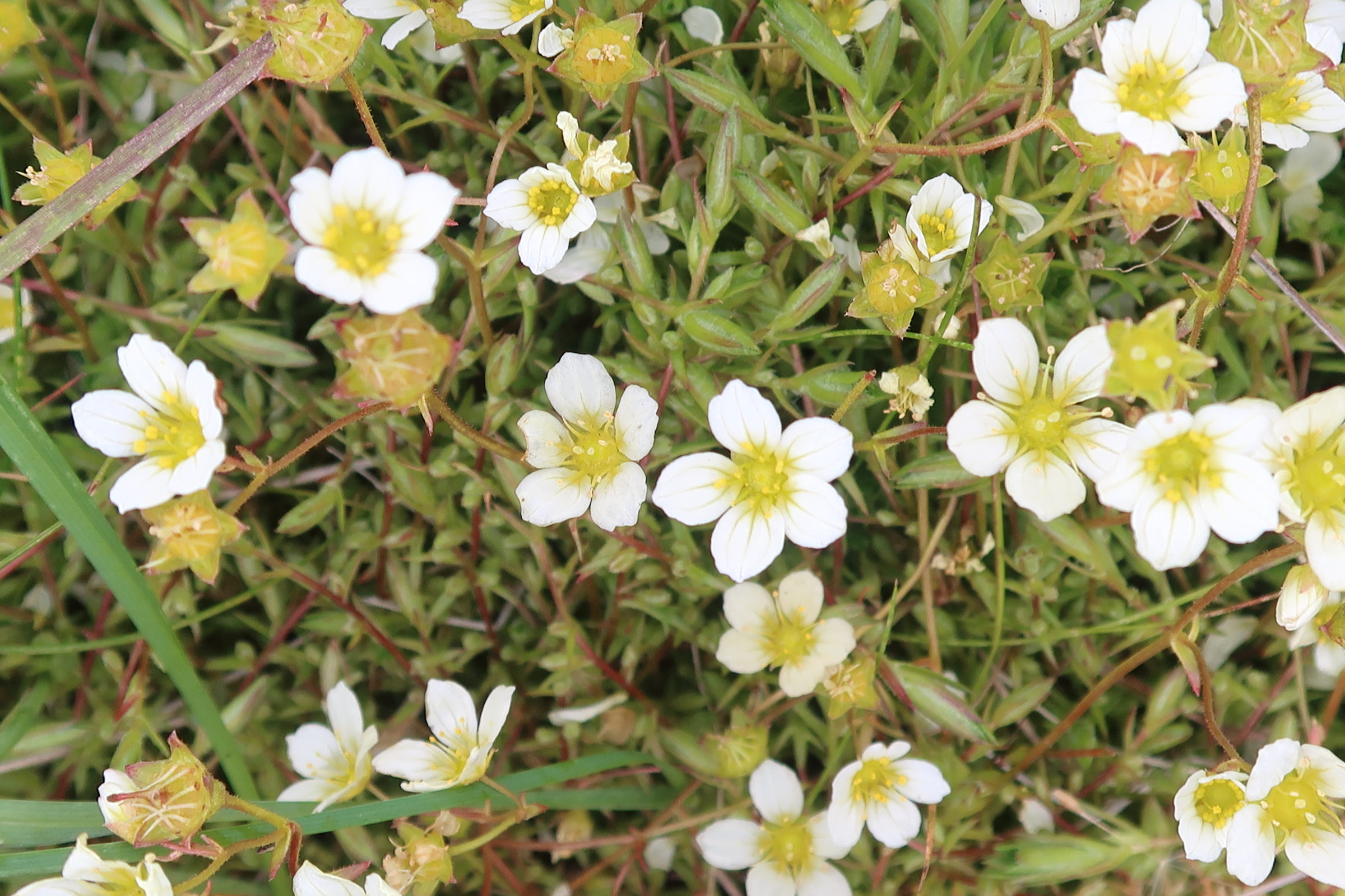 saxifraga_hypnoides2md