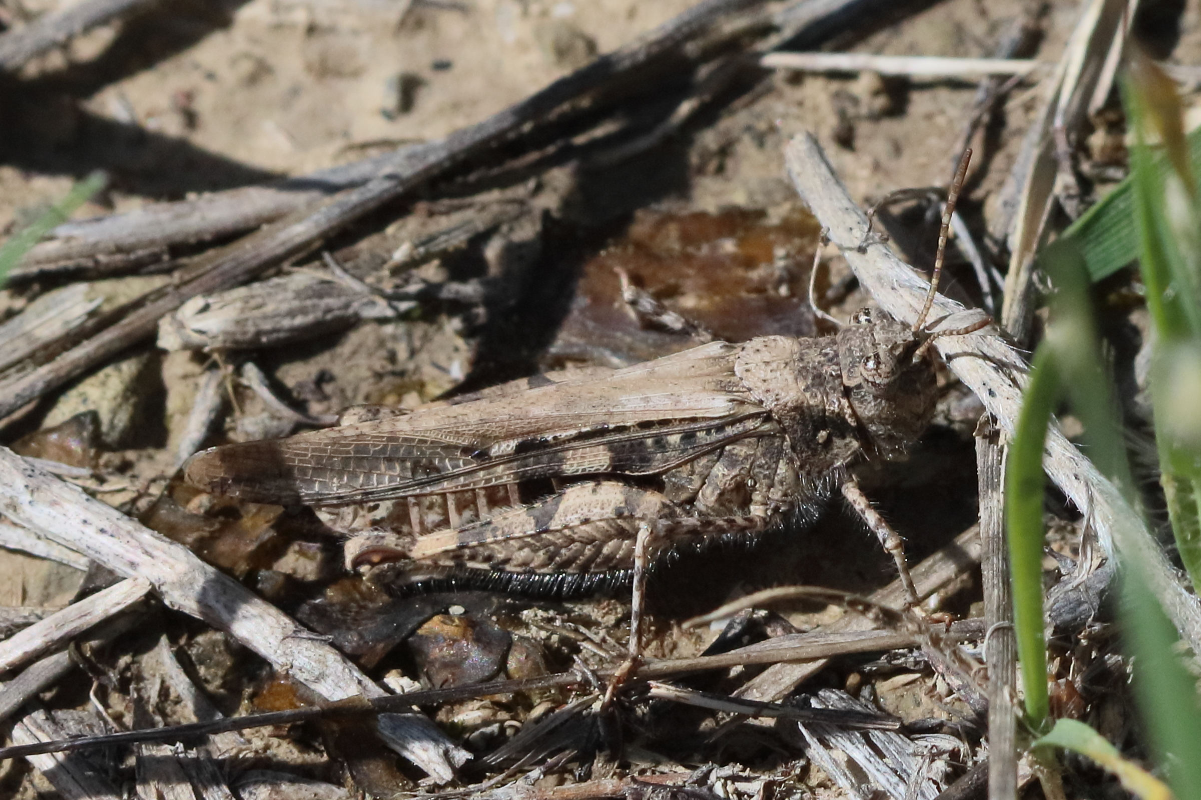 acrotylus_insubricus1bd