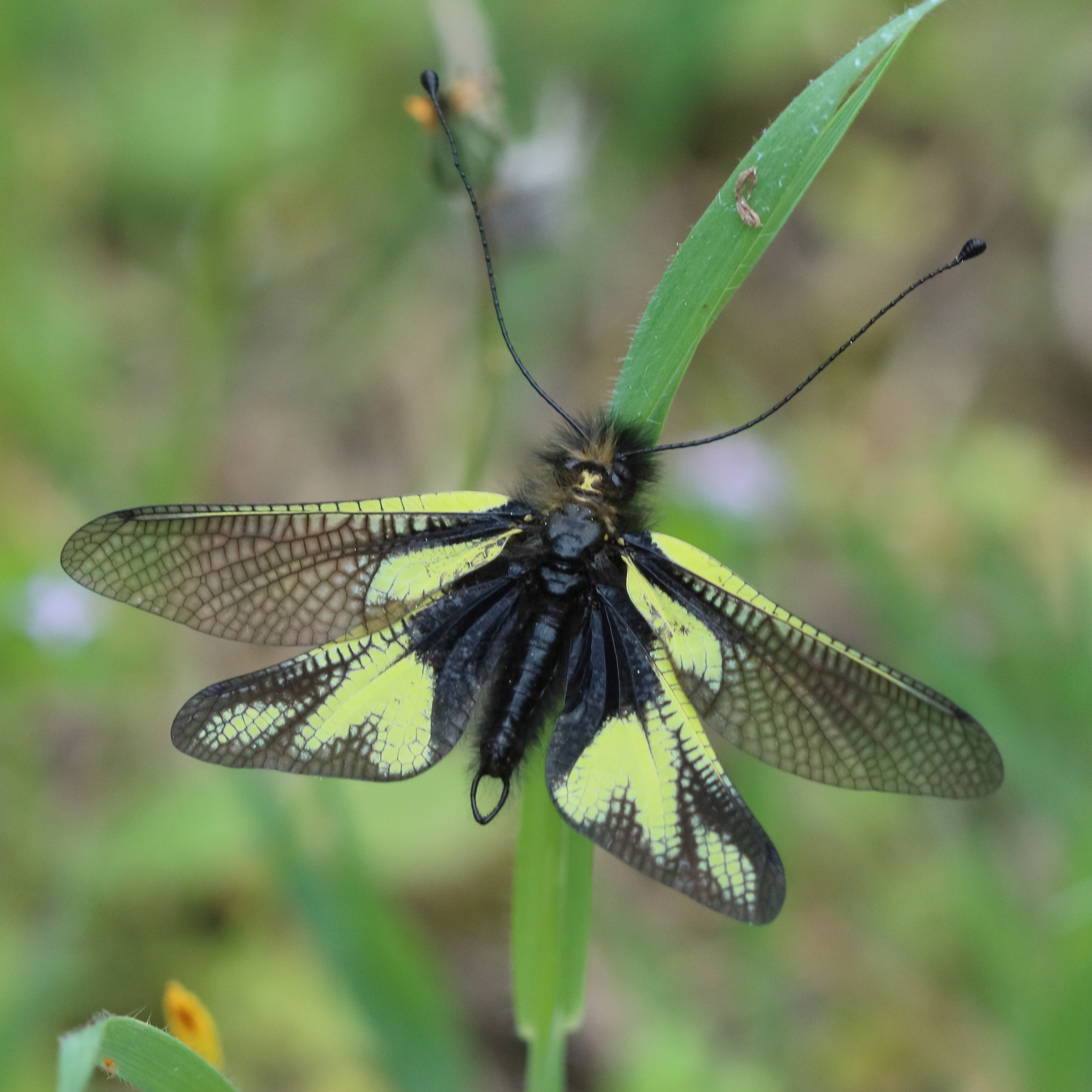 libelloides_coccajus4bd