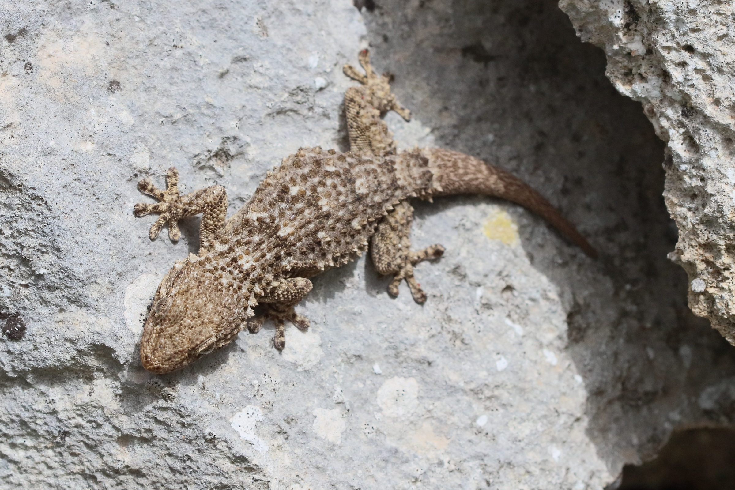 tarentola_mauritanica2bd