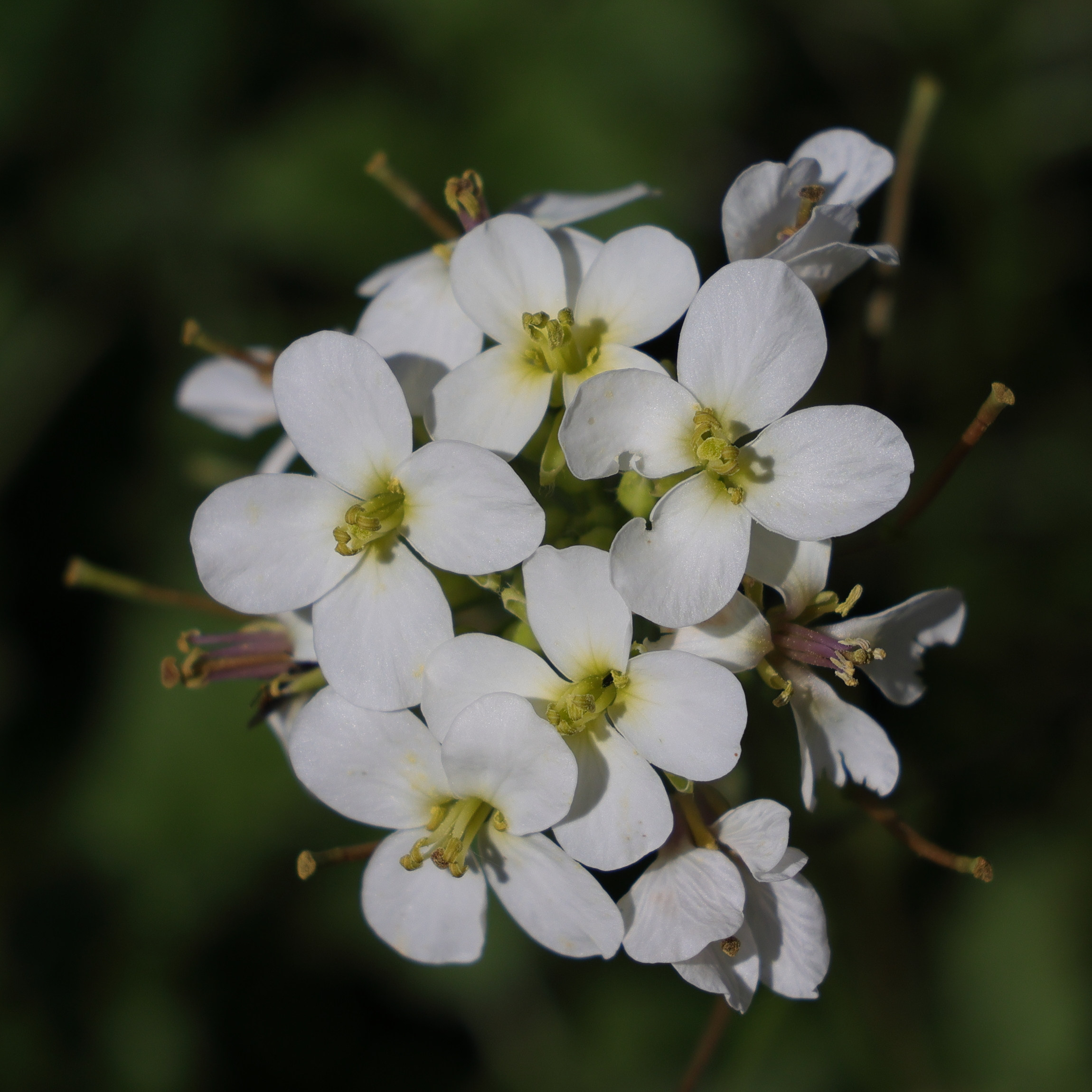 Afficher le média diplotaxis_erucoides6md diplotaxis_erucoides6md