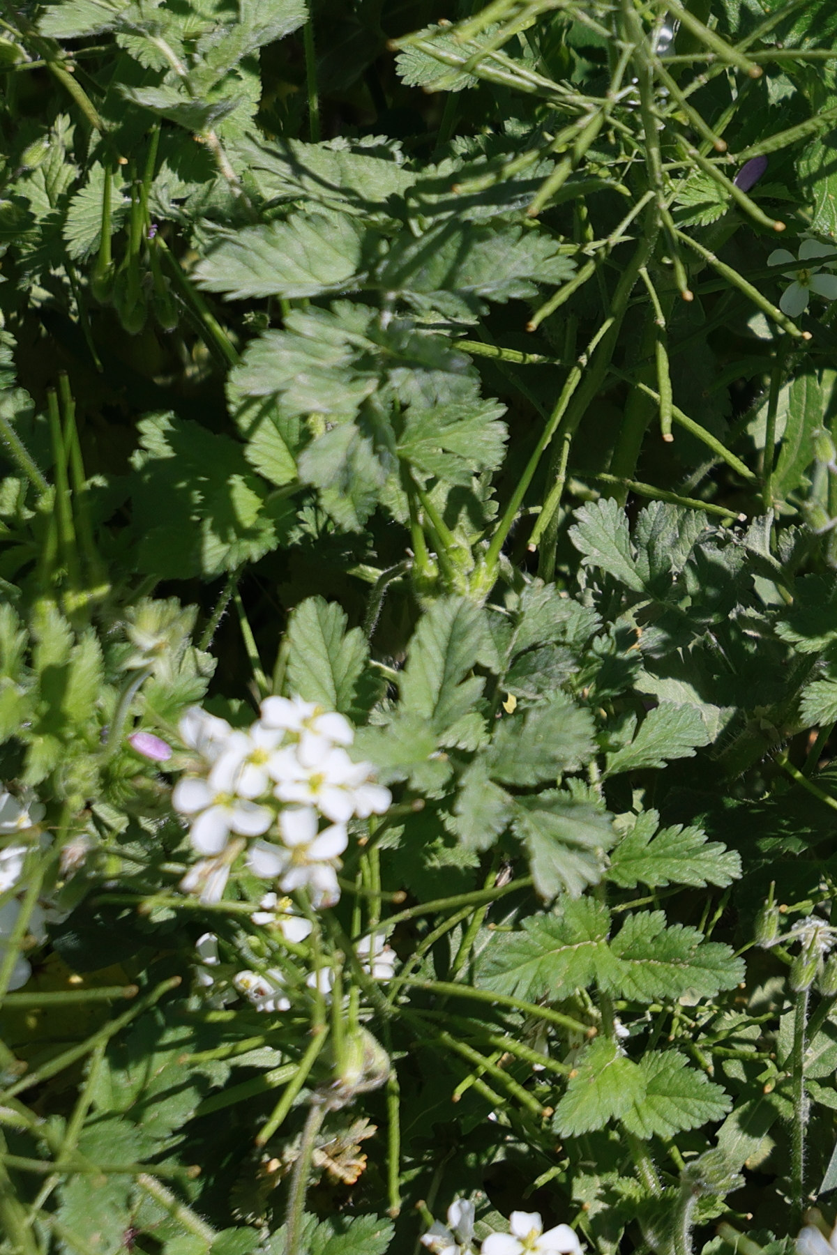 Afficher le média diplotaxis_erucoides7md diplotaxis_erucoides7md