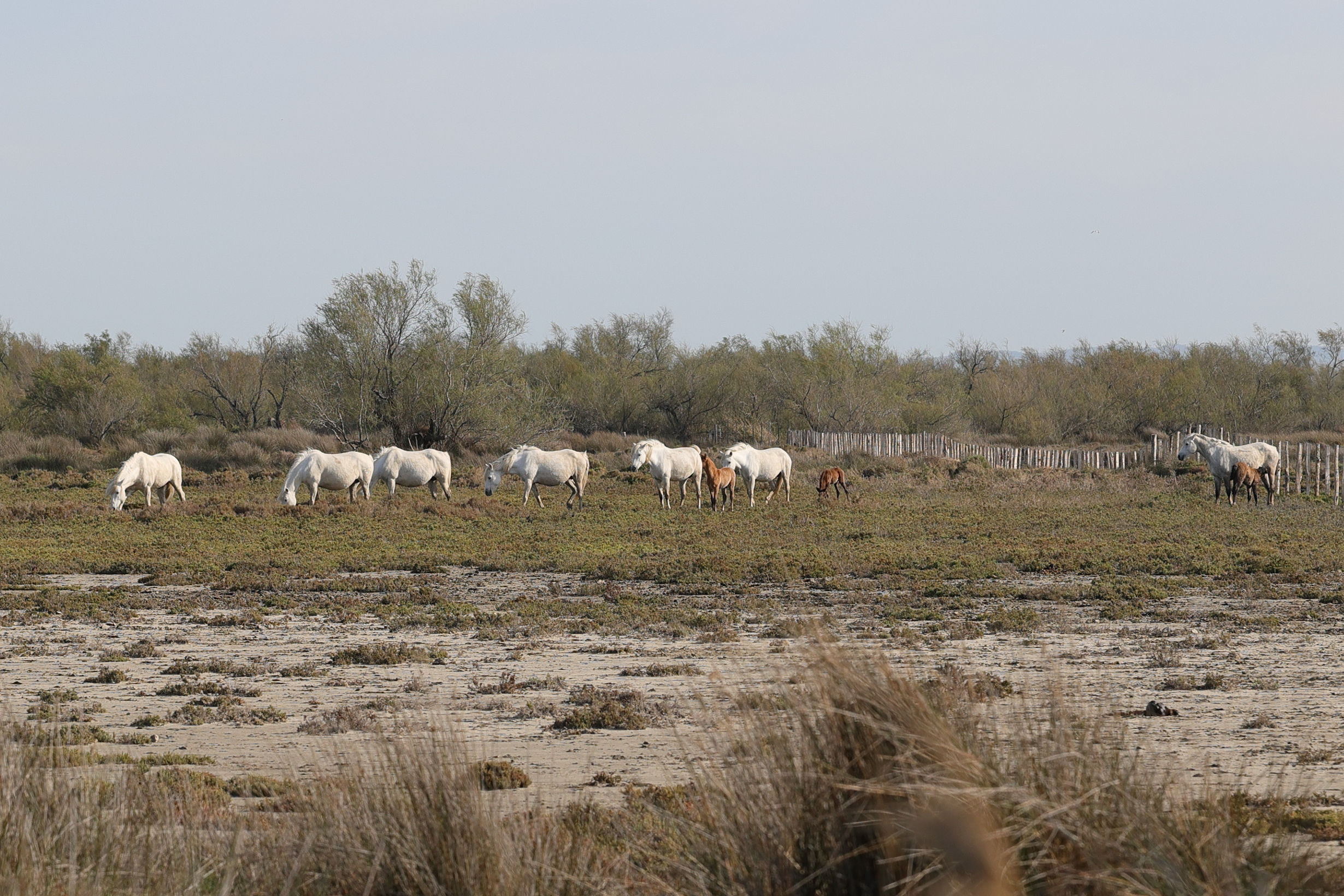 equus_caballus_camargue4md
