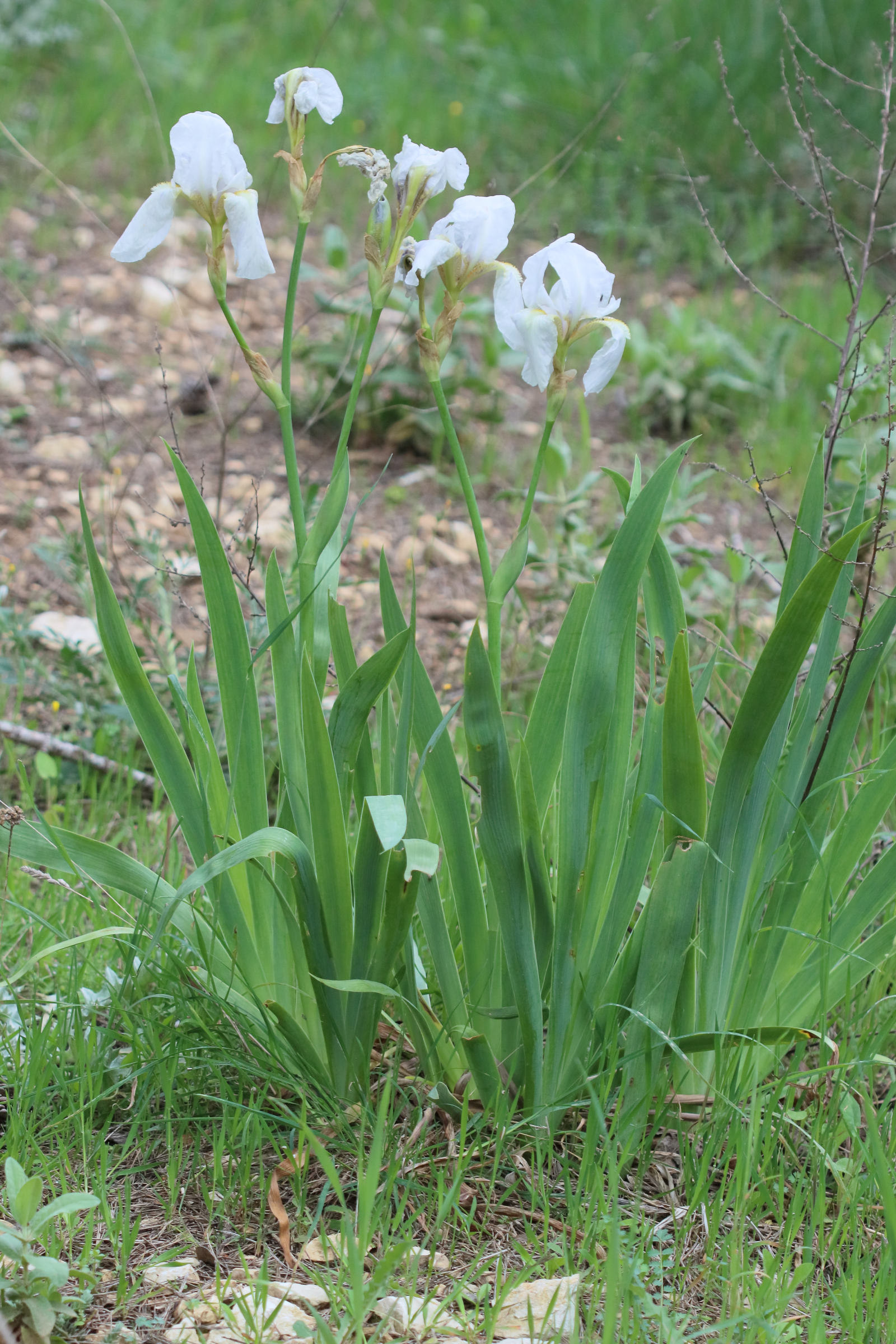 iris_germanica_florentina1bd