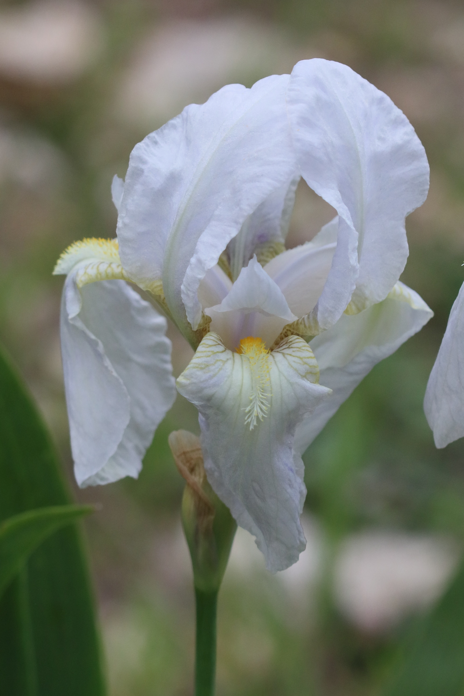 iris_germanica_florentina2bd