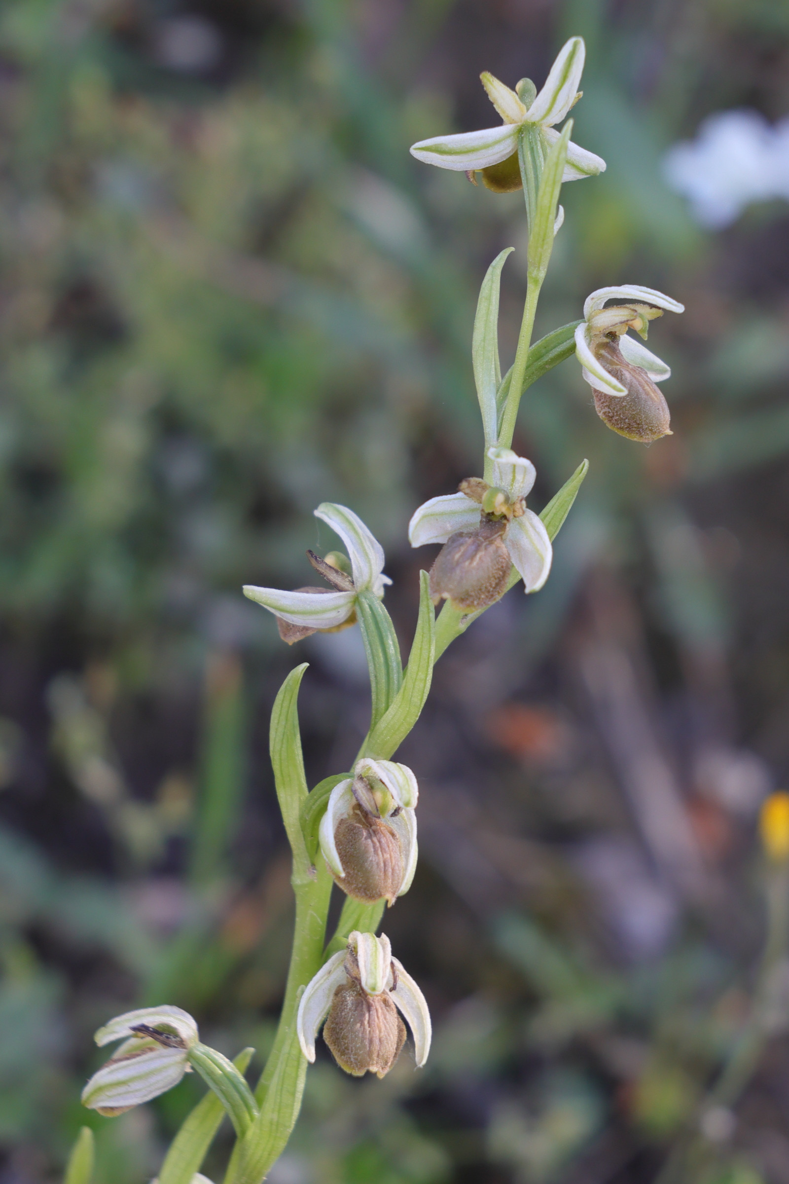 Afficher le média ophrys_arachnitiformis10md ophrys_arachnitiformis10md