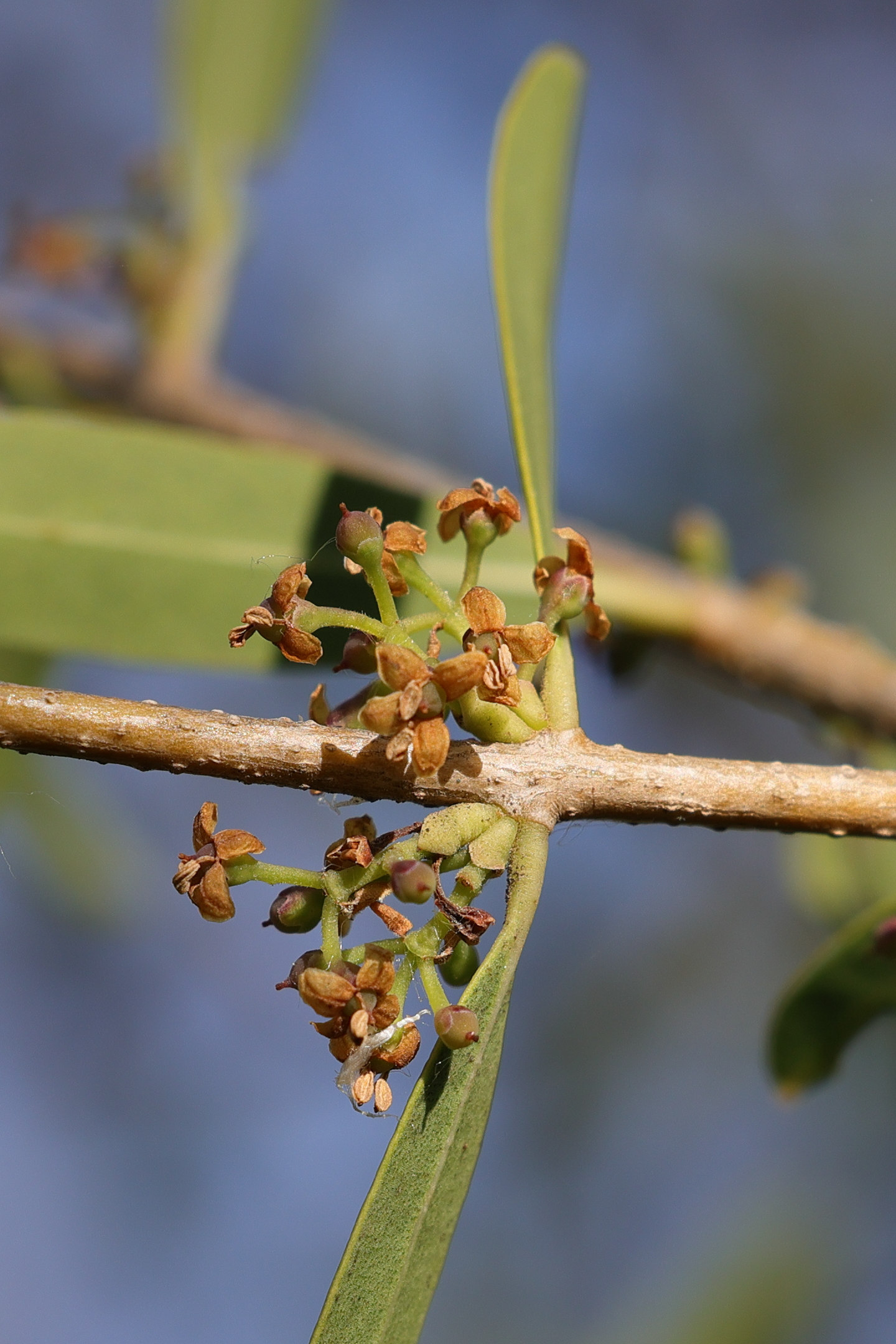 phillyrea_angustifolia6md