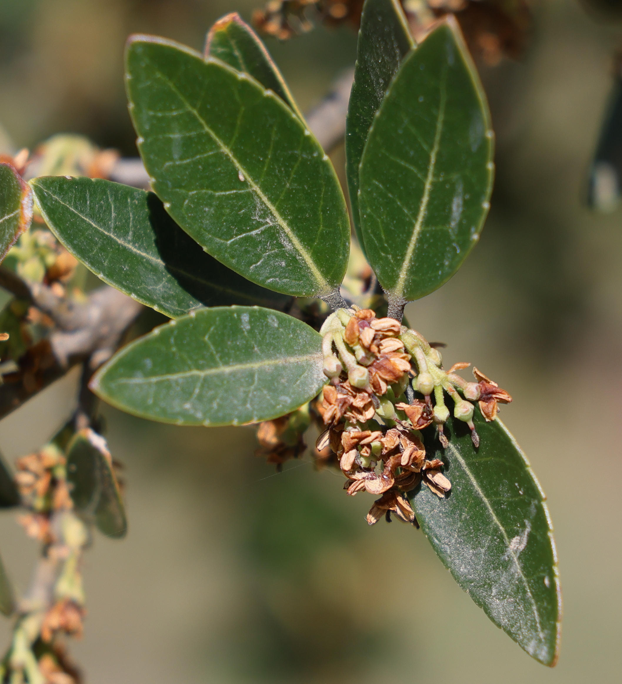 phillyrea_latifolia7md