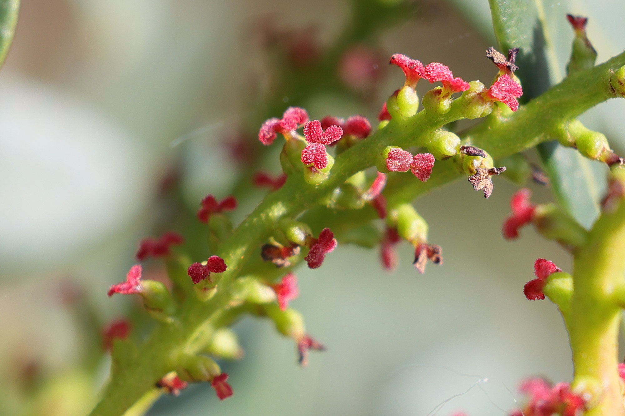 Afficher le média pistacia_lentiscus4md pistacia_lentiscus4md