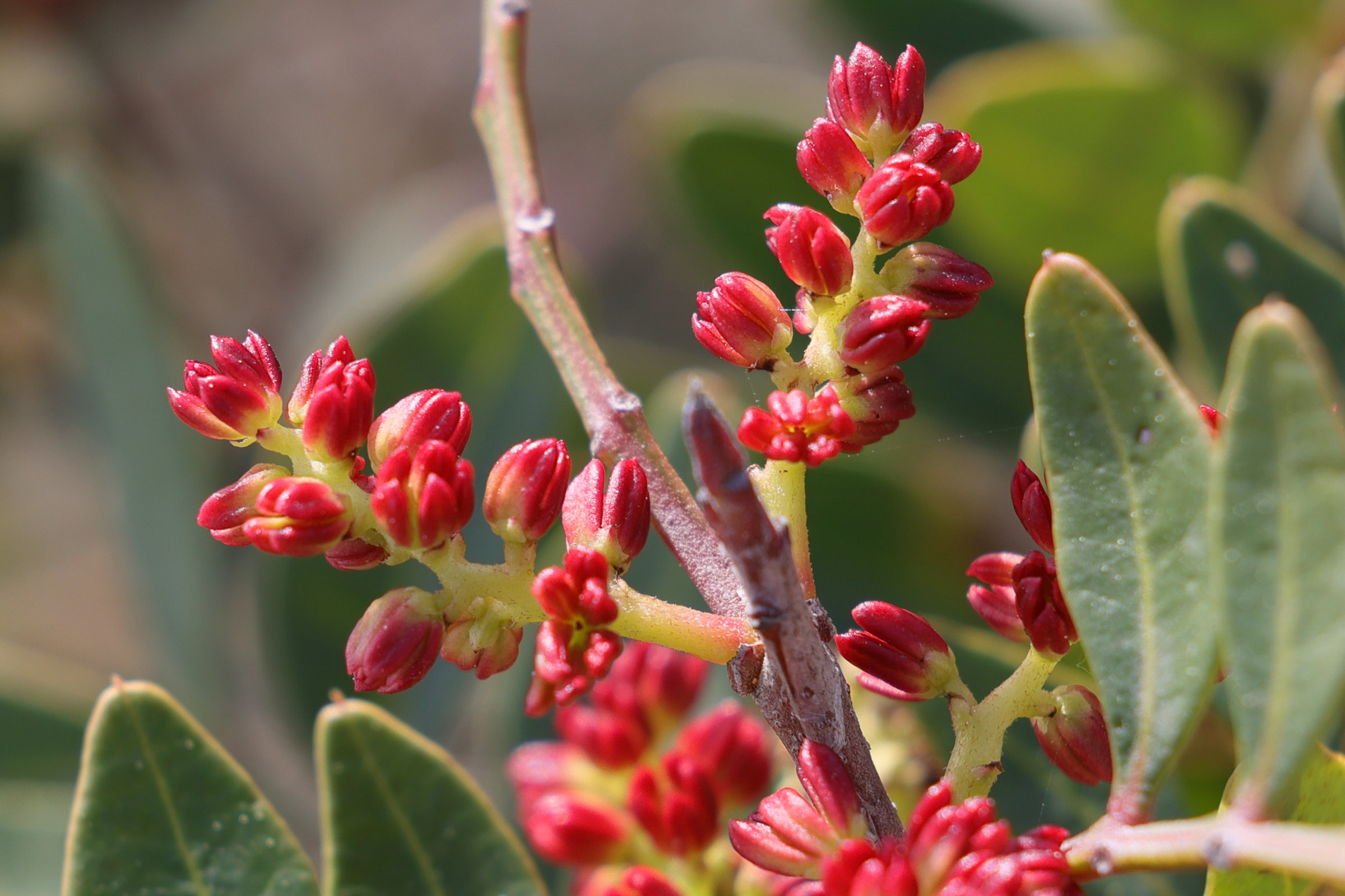 Afficher le média pistacia_lentiscus5md pistacia_lentiscus5md