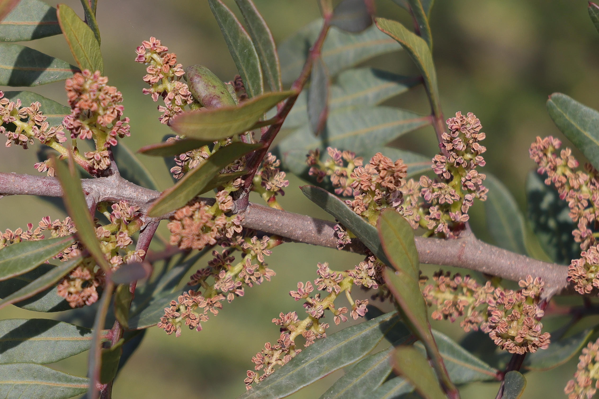 Afficher le média pistacia_lentiscus9md pistacia_lentiscus9md