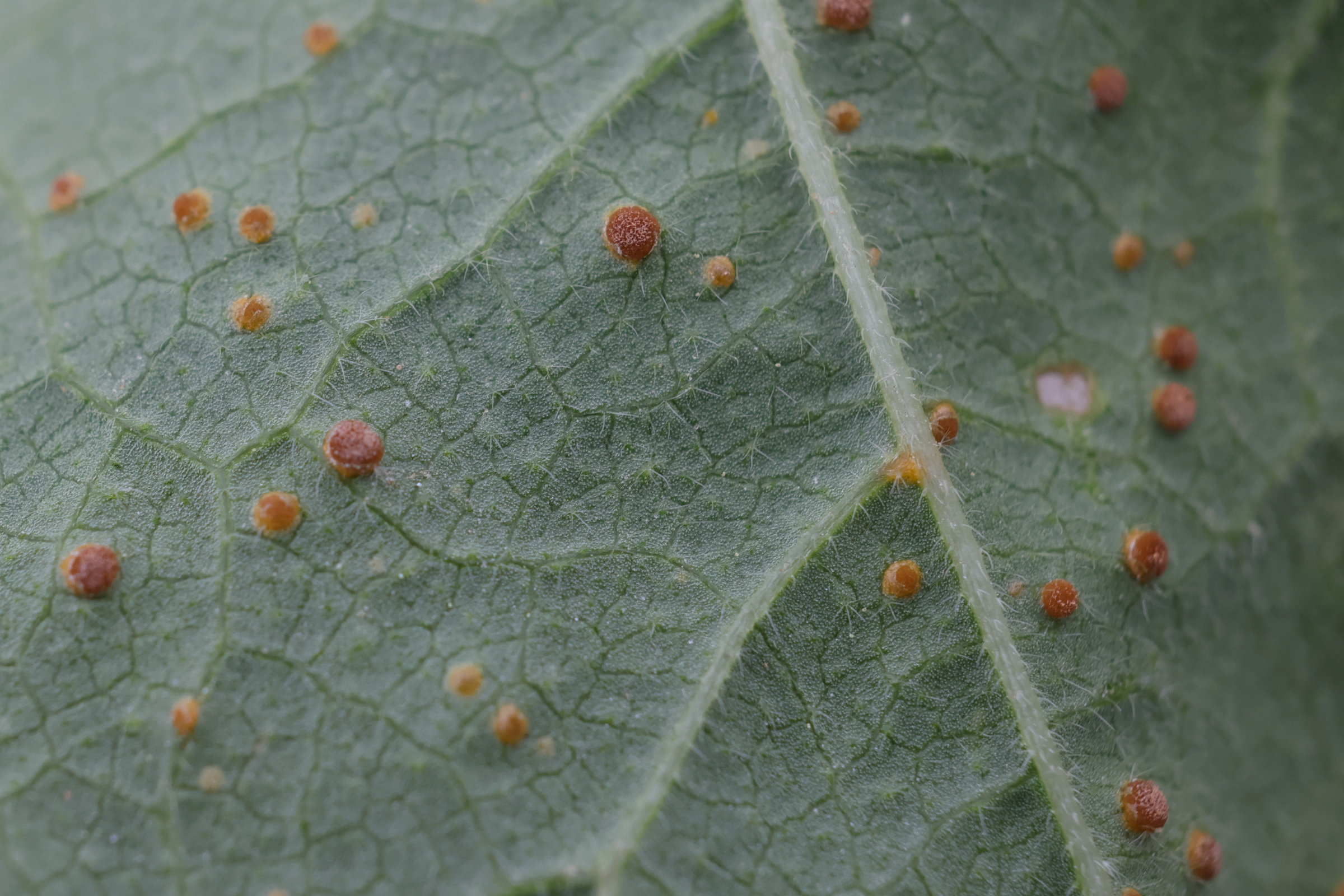 Afficher le média puccinia_malvacearum7md puccinia_malvacearum7md