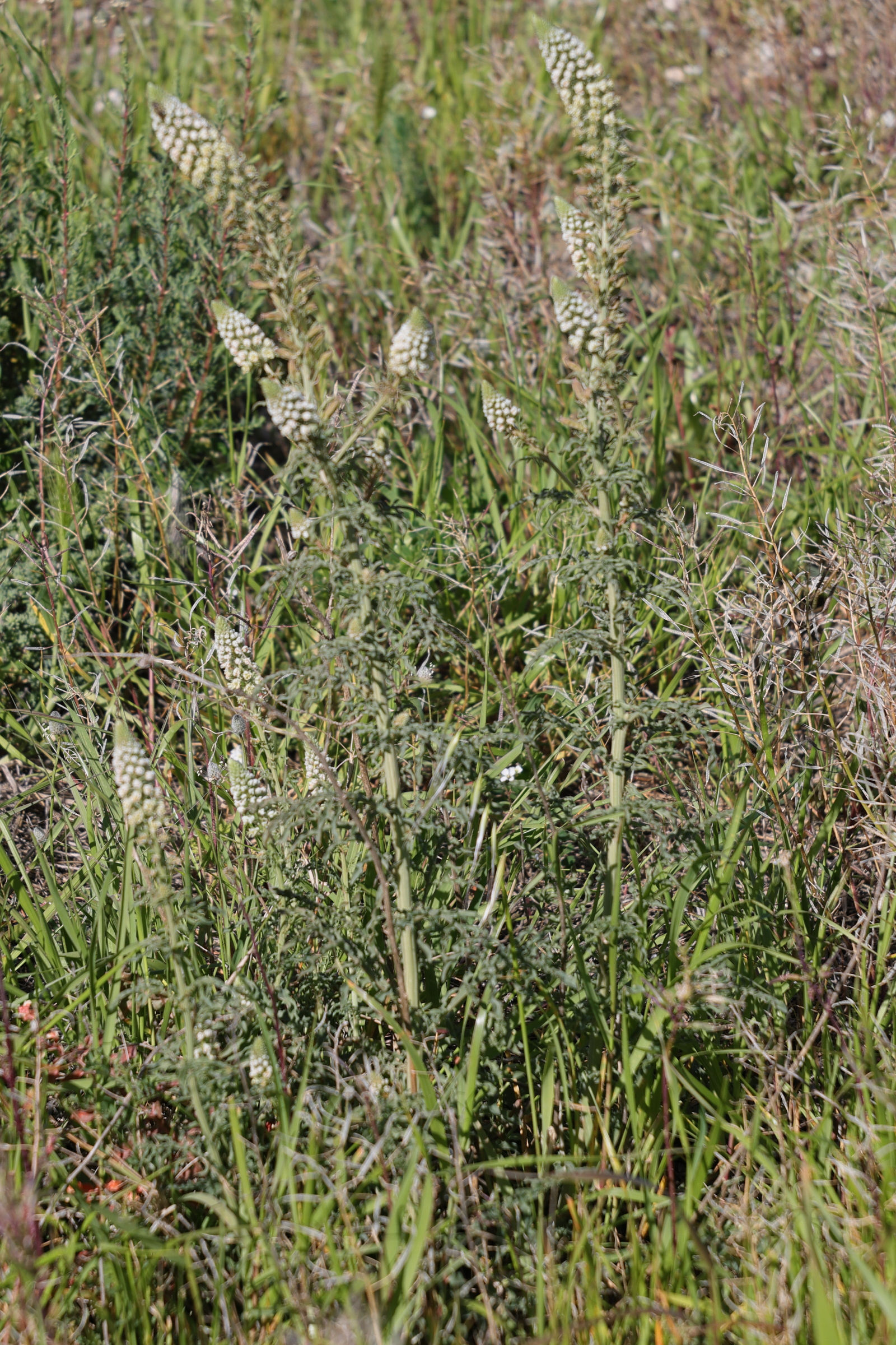reseda_alba1