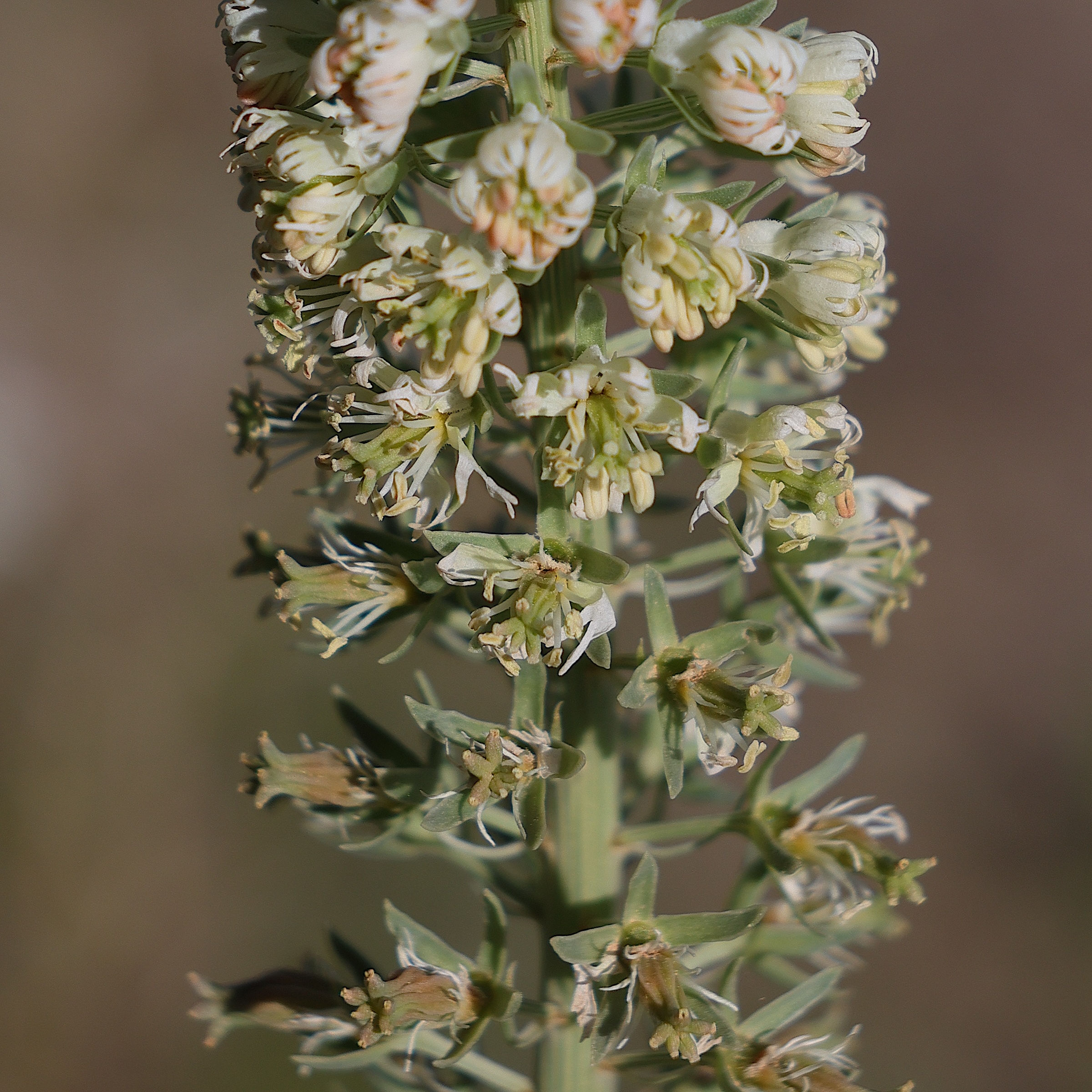reseda_alba3md